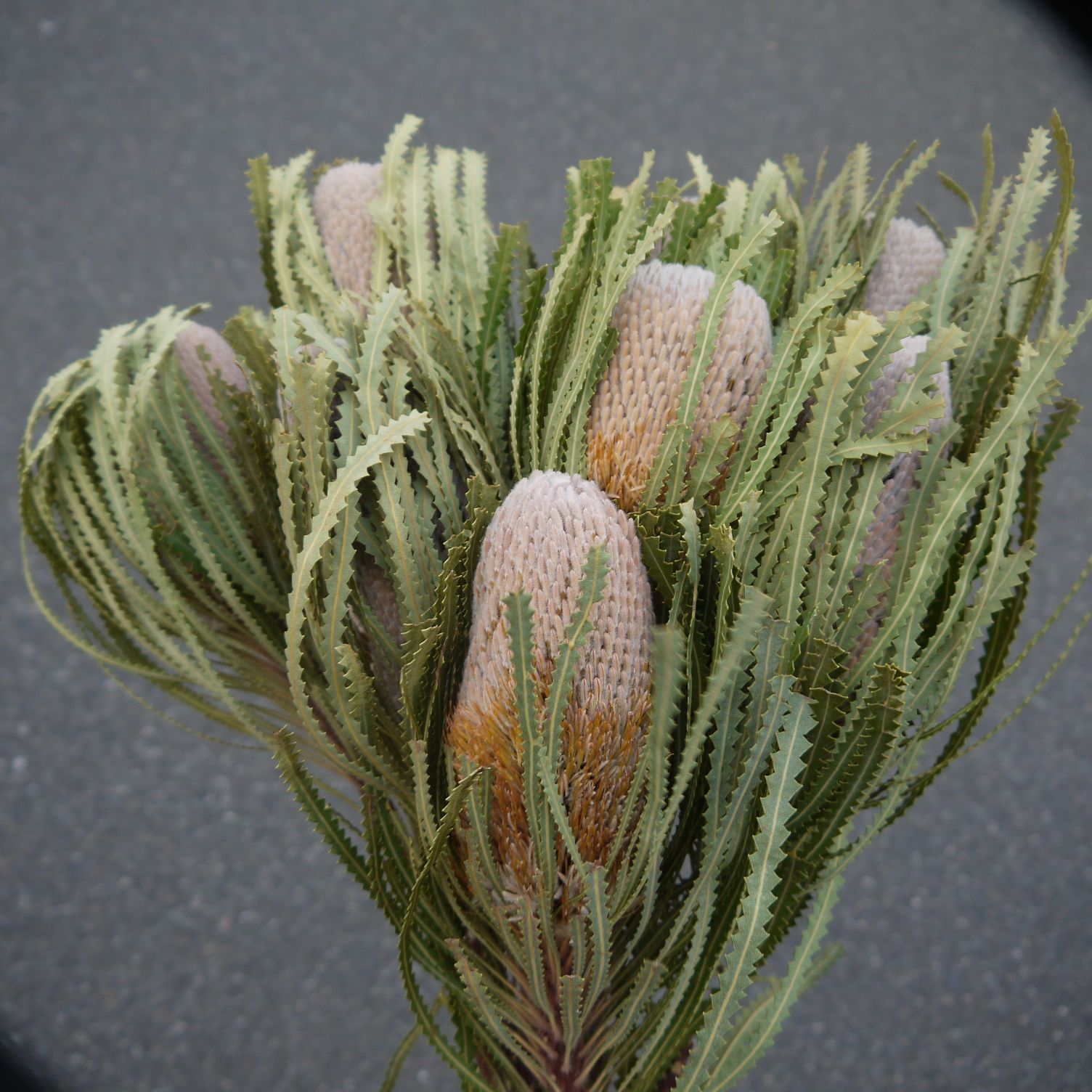 ⭐️バンクシア・フーケリアーナ⭐️ 60cm 8本 送料込 ネイティブ  