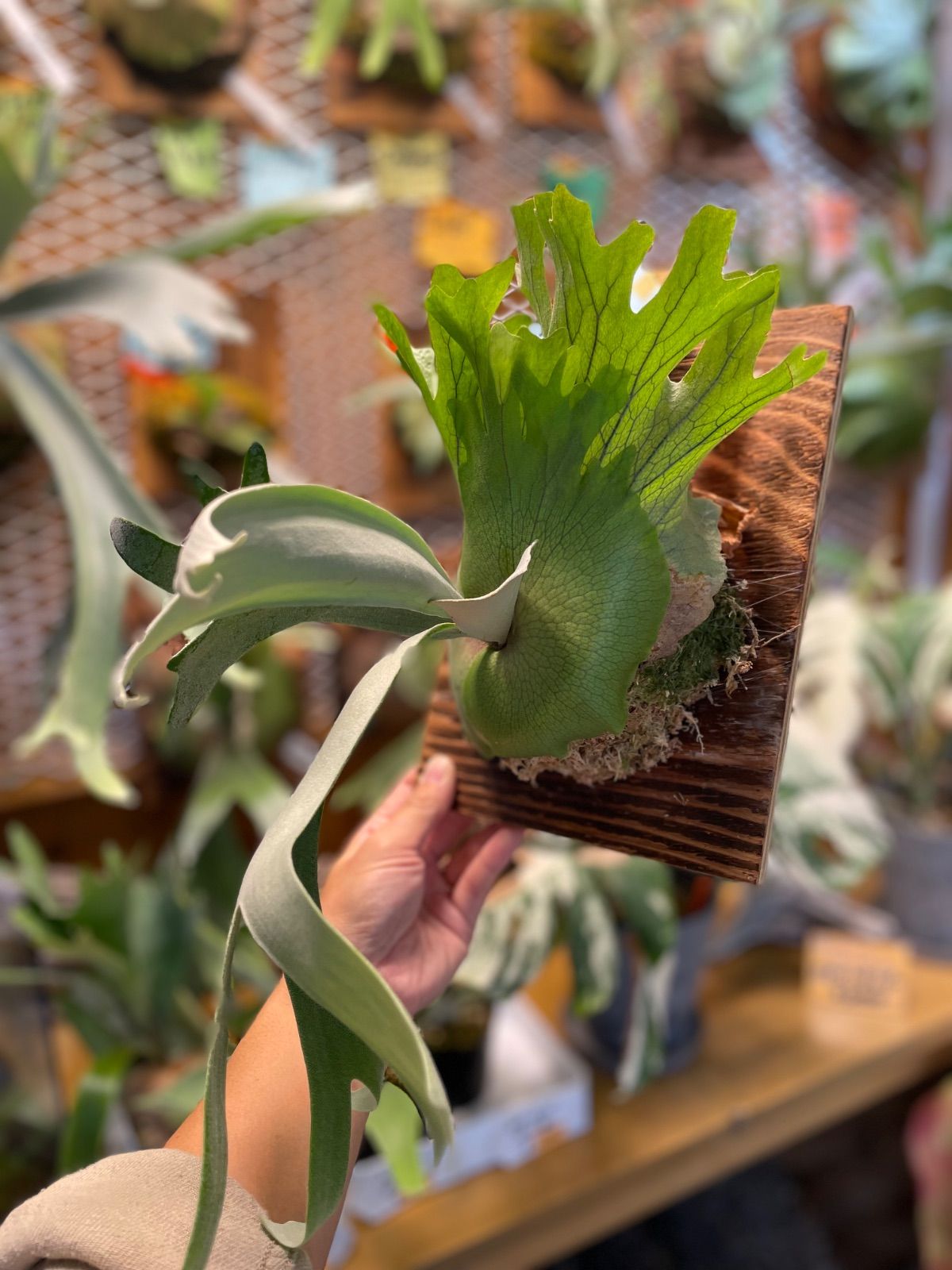 ビカクシダ ウィリンキー ドワーフタツタ P.Willinckii dwarf TST