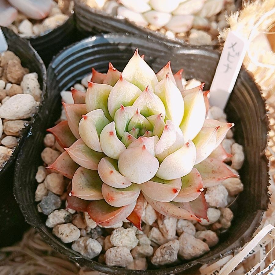 鉢·土付き]［メルカリらくらく便］ 🌵多肉植物 6種セット （バラ売り