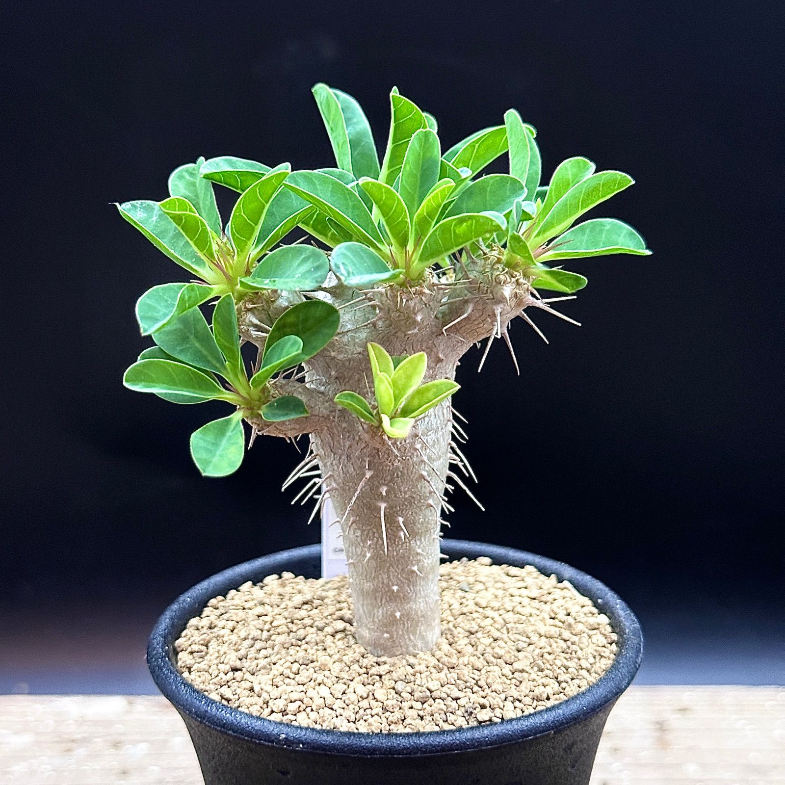 ユーフォルビア ギラウミニアナ 実生 抜き苗で発送 1 - メルカリ