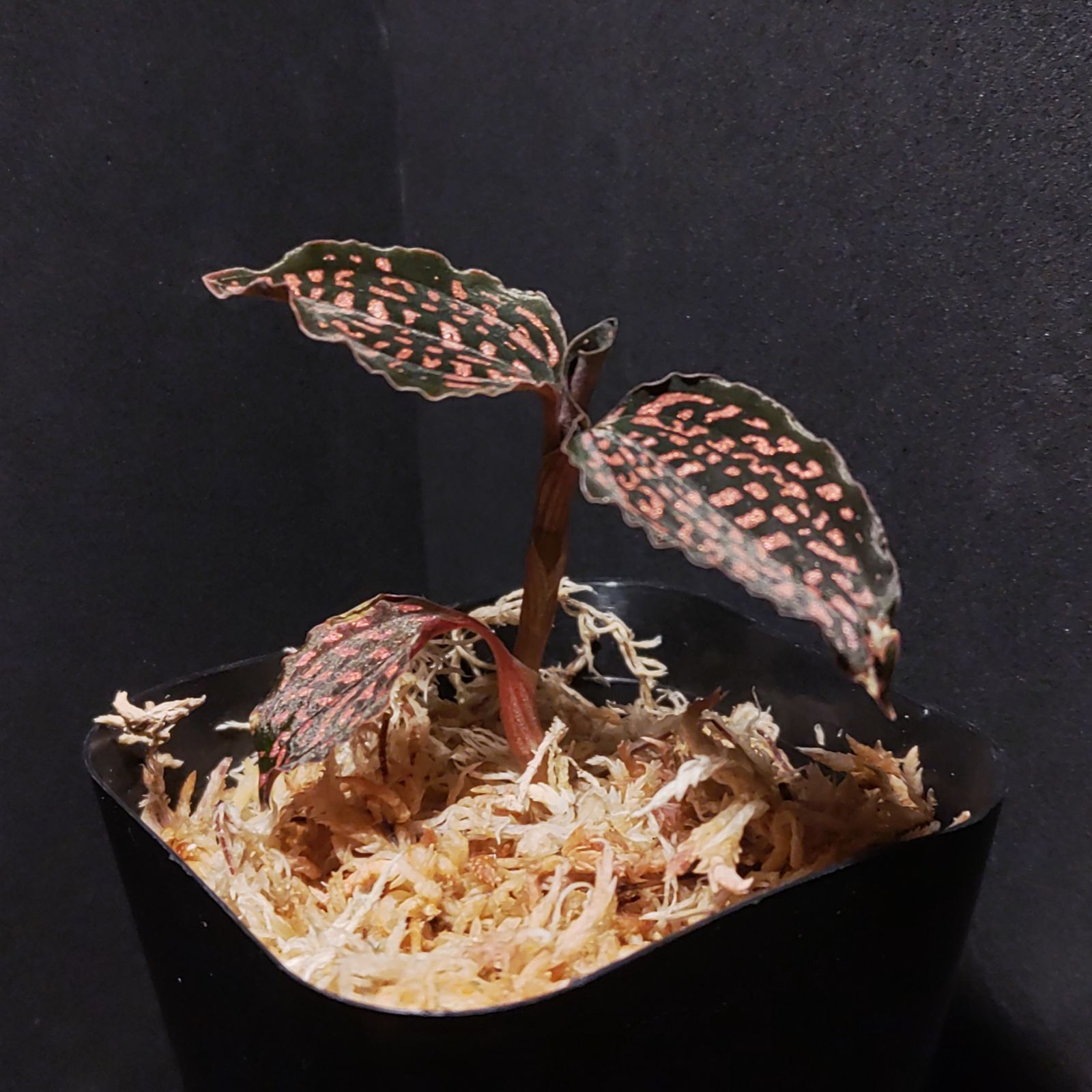 ミクロキルス トリダックス （赤スポット） new お買い得品 stock