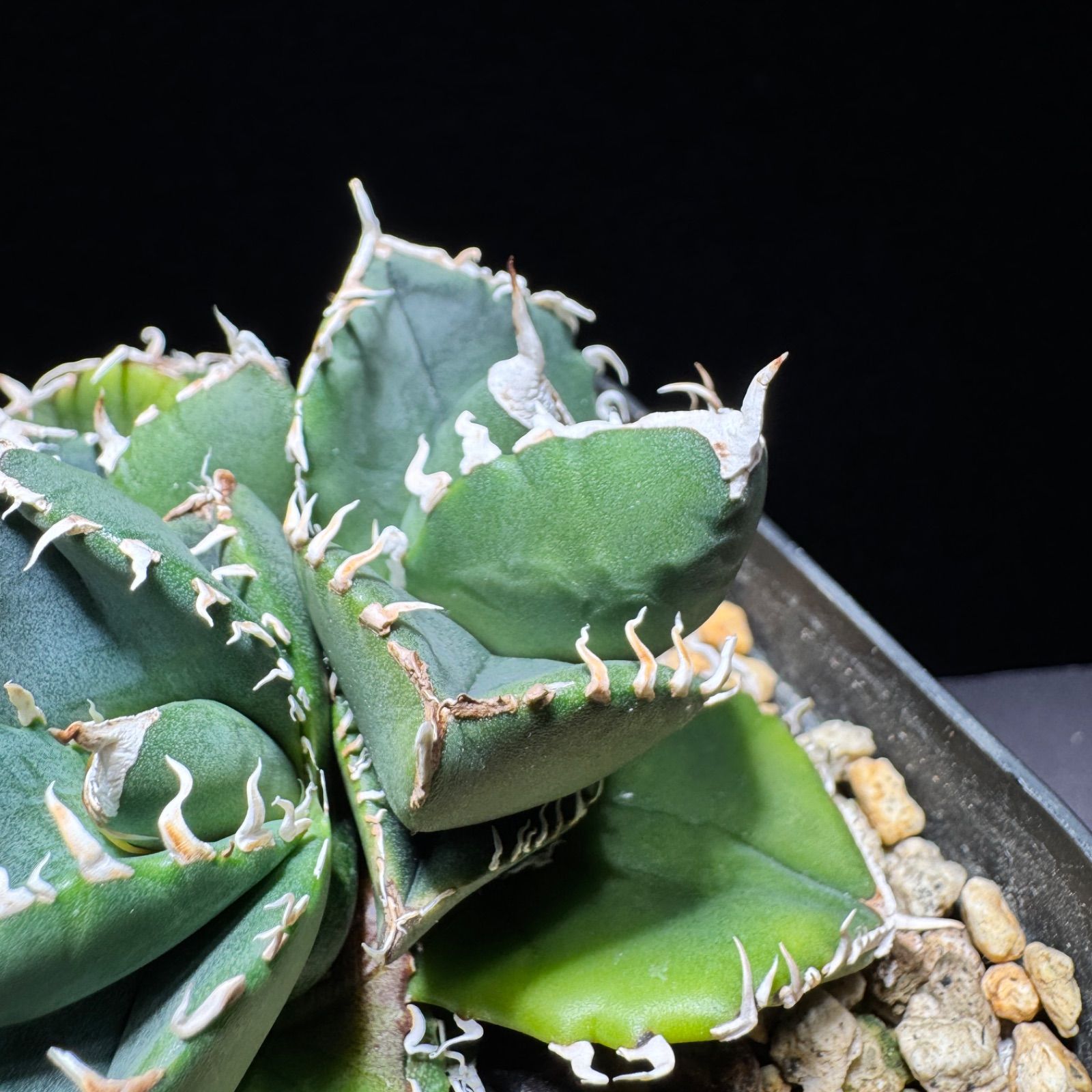 アガベ チタノタ 超OSP OSP産 - メルカリ