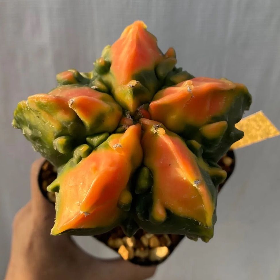 美株アストロフィツム碧瑠璃鸞鳳錦 モンスト国内実生 塊根植物