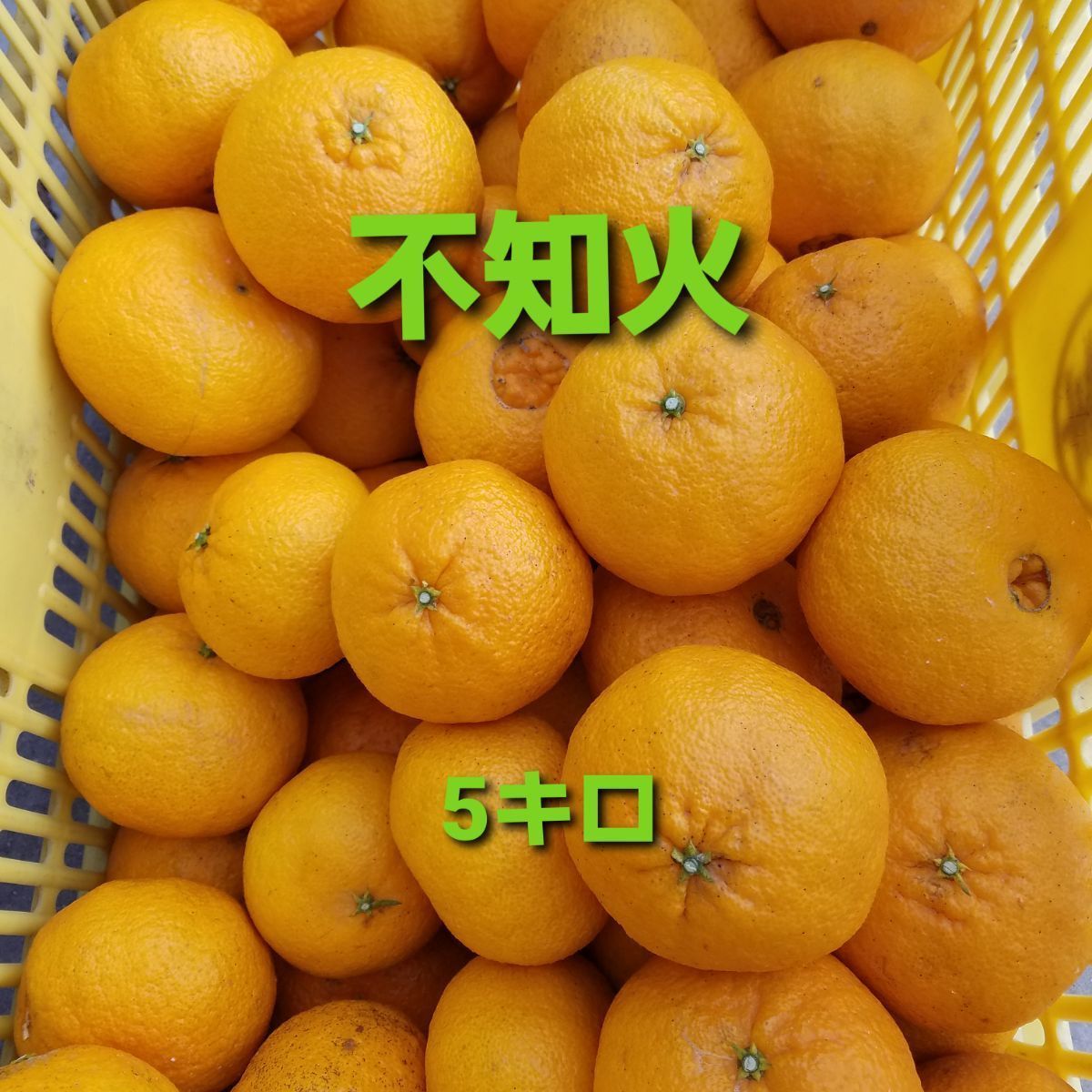 ☆不知火(デコポン)　15キロ(箱込み)☆　瀬戸田産　家庭用 ☆不知火(デコポン)15キロ(箱込み)☆瀬戸田産家庭用