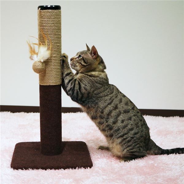 まとめ モダンルーム 爪みがきポール ペット用品 ×6セット