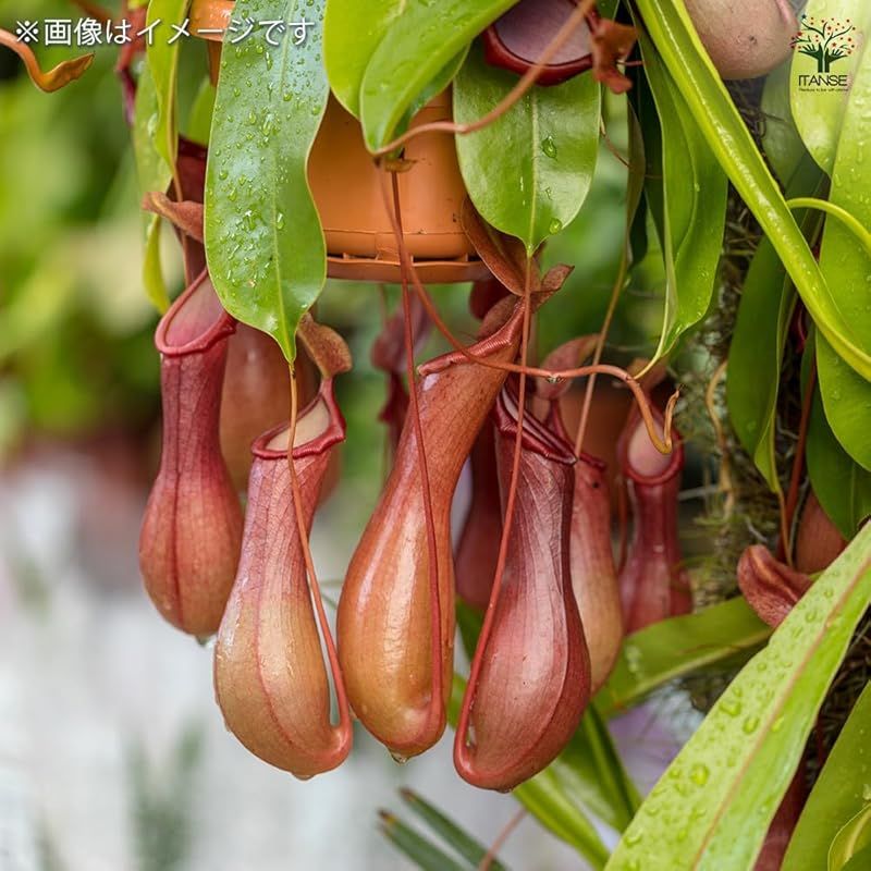 捕虫袋の美しさと大きさが特徴
