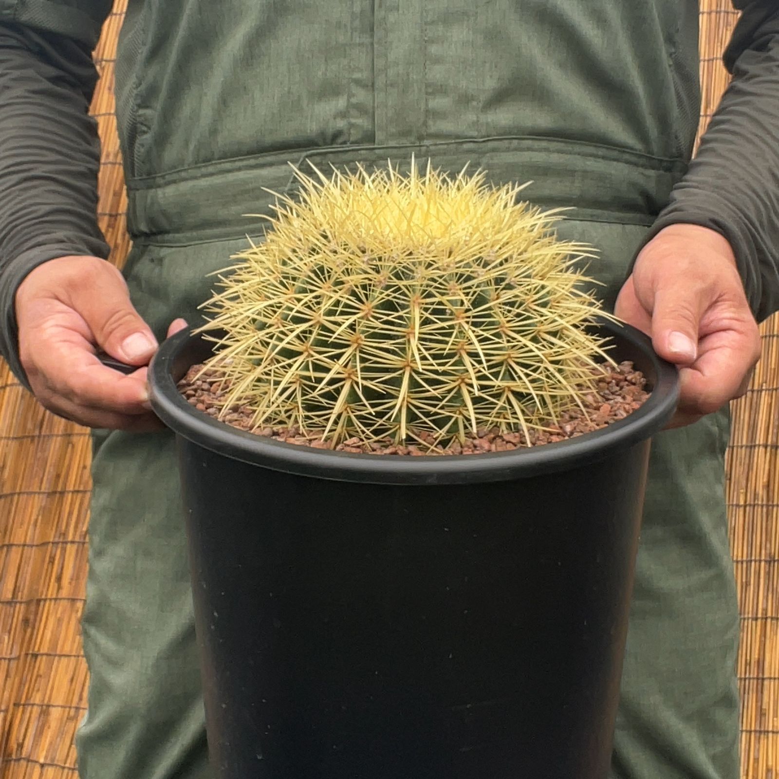 鉢ごと発送】サボテンの王様！金色サボテン / 金鯱（キンシャチ）Golden barrel cactus / 8号 黒鉢【現品】M24-6-25-07  - メルカリ