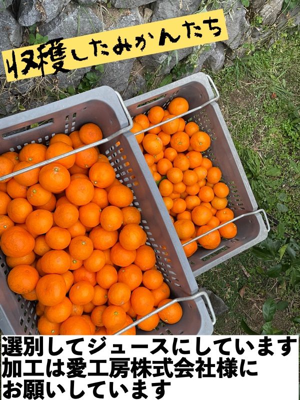 12本入り 愛媛県産