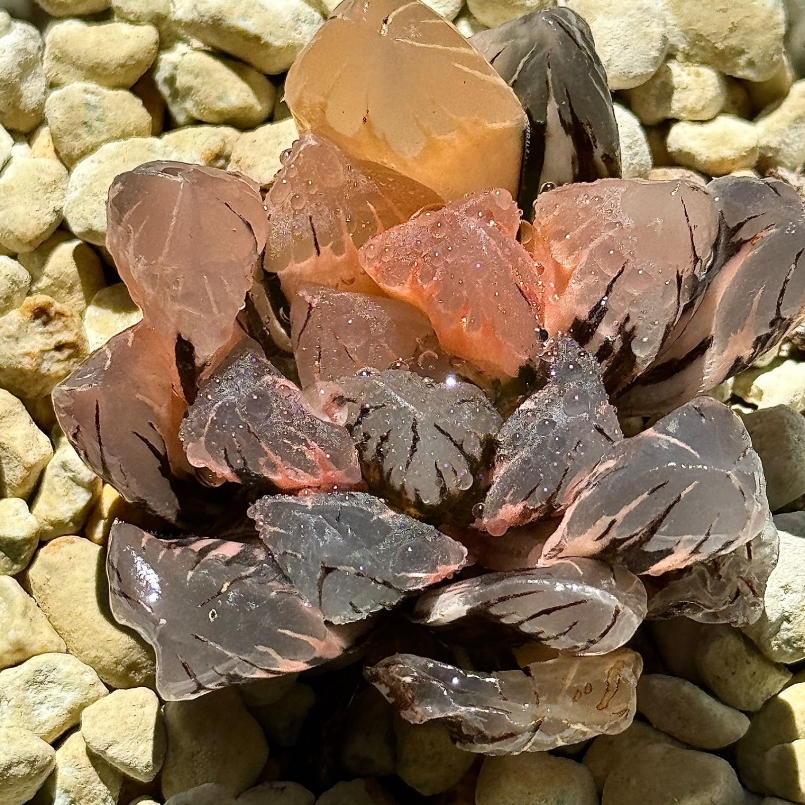 観葉植物 購入 ハオルチア 黒水晶錦 極上斑 特選株 511