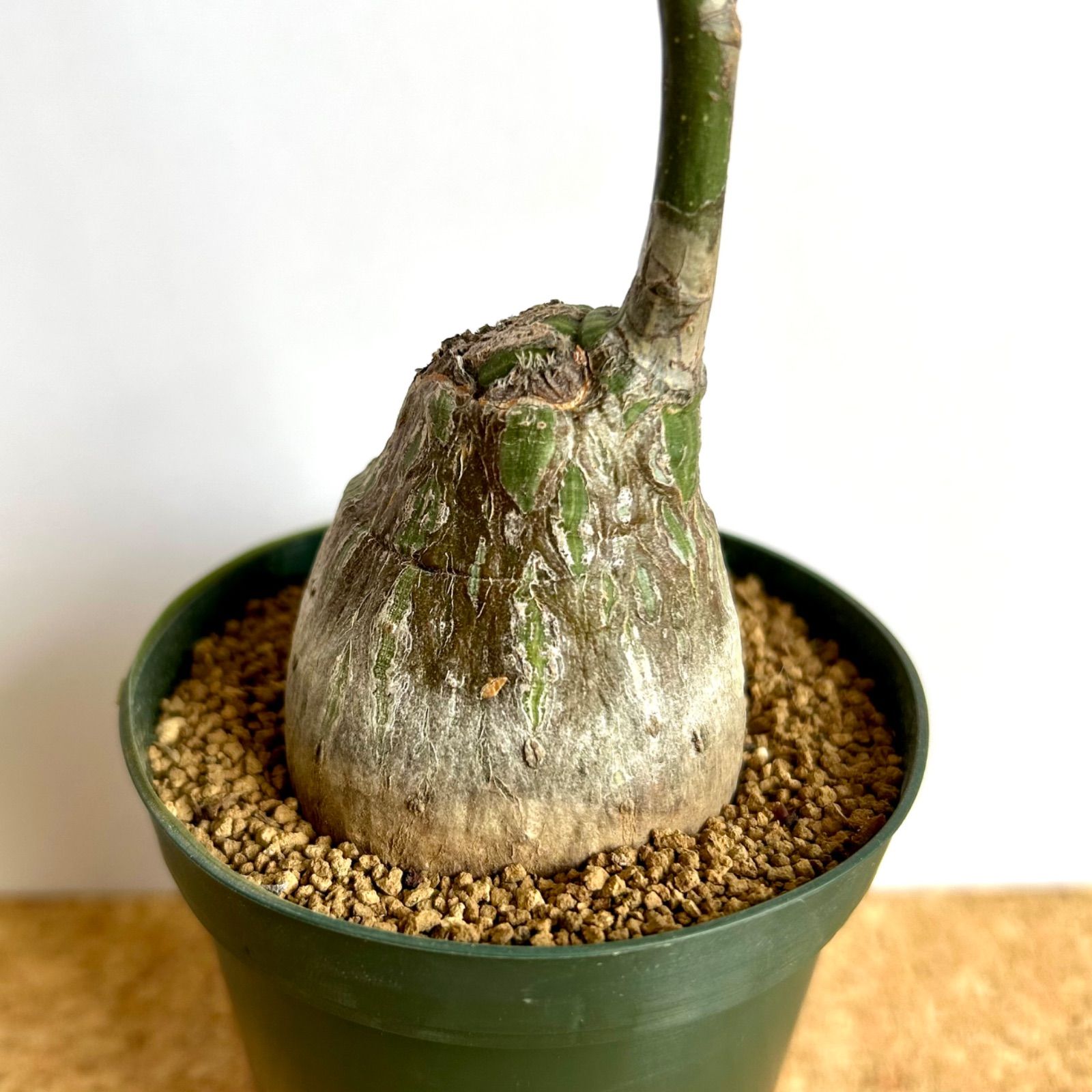 プセウドボンバックス エリプティクム 塊根植物 コーデックス