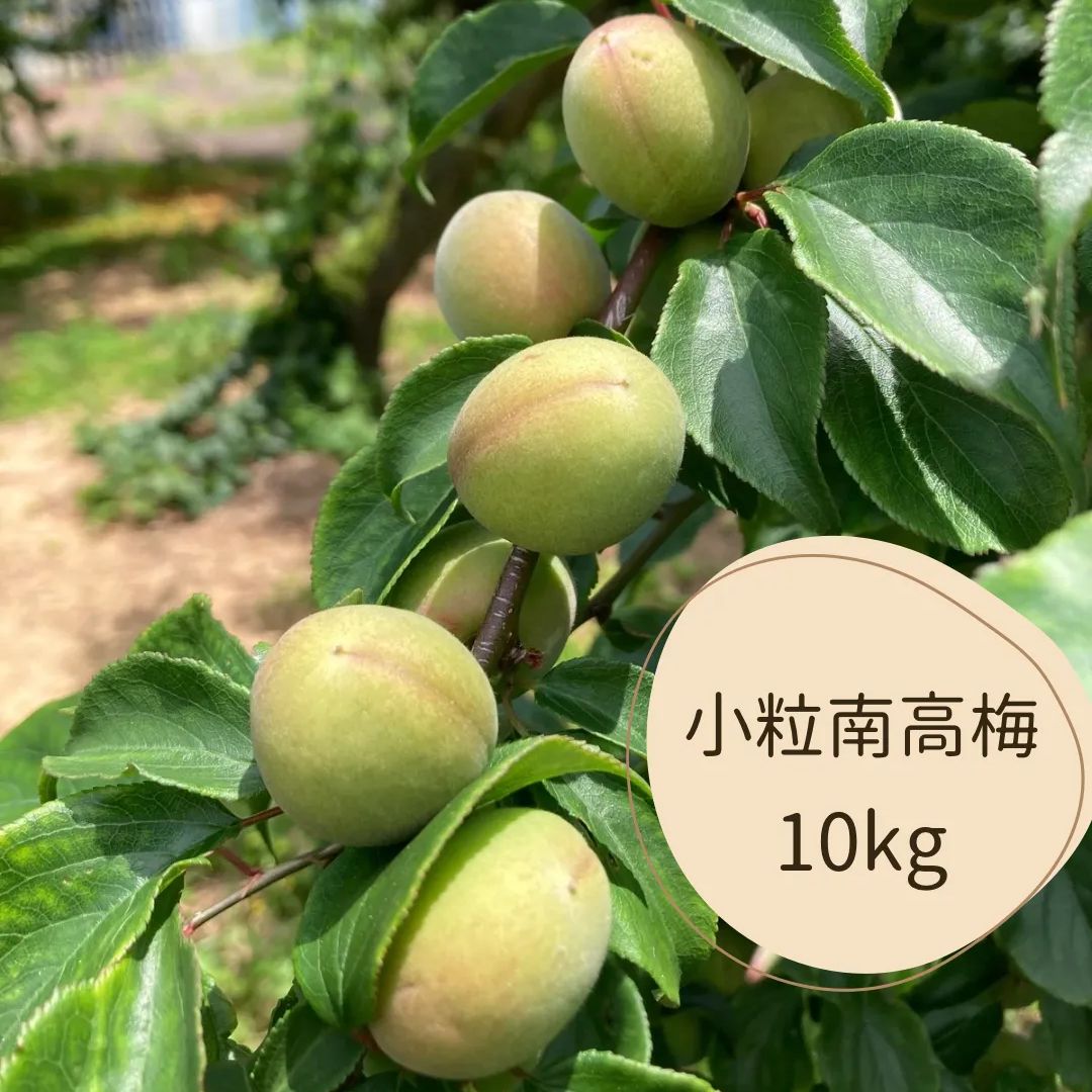 ラッキー出品　宮崎県産　無農薬　福じいちゃんの青梅　S～M　箱込み約10キロ ラッキー出品 宮崎県産 無農薬 福じいちゃんの青梅 S～M 箱込み約10