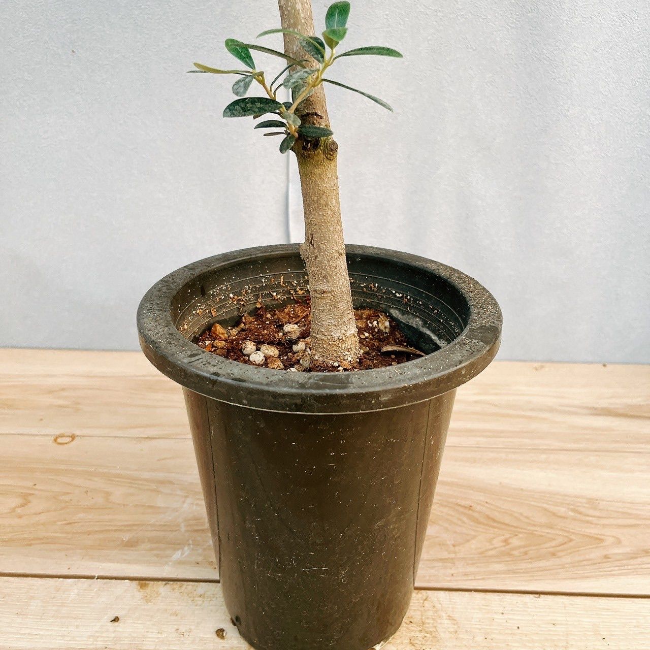 屋外