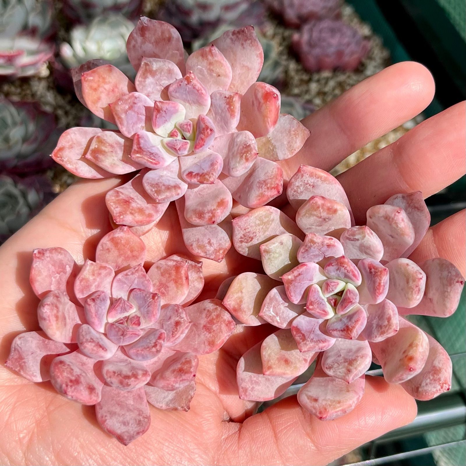 ロトゥンダ(チャンヒー農園)◎多肉植物 カット苗 韓国苗 エケベリア等