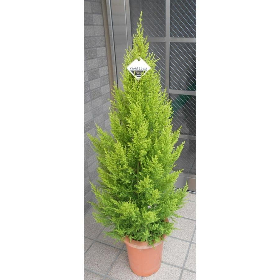 ゴールドクレスト　高さ約100cm 高さ約100cmの ゴールドクレスト【七号鉢】 - メルカリ