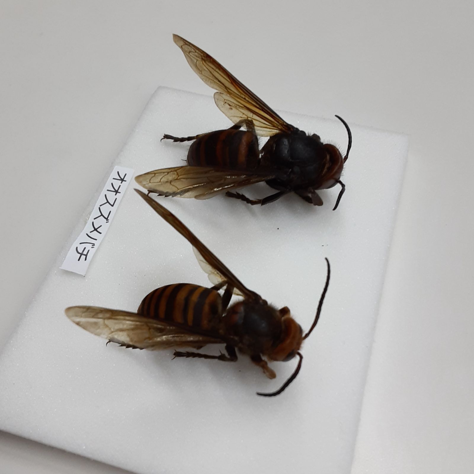 オオスズメバチ 標本 オス ワーカー 2匹セット - メルカリ