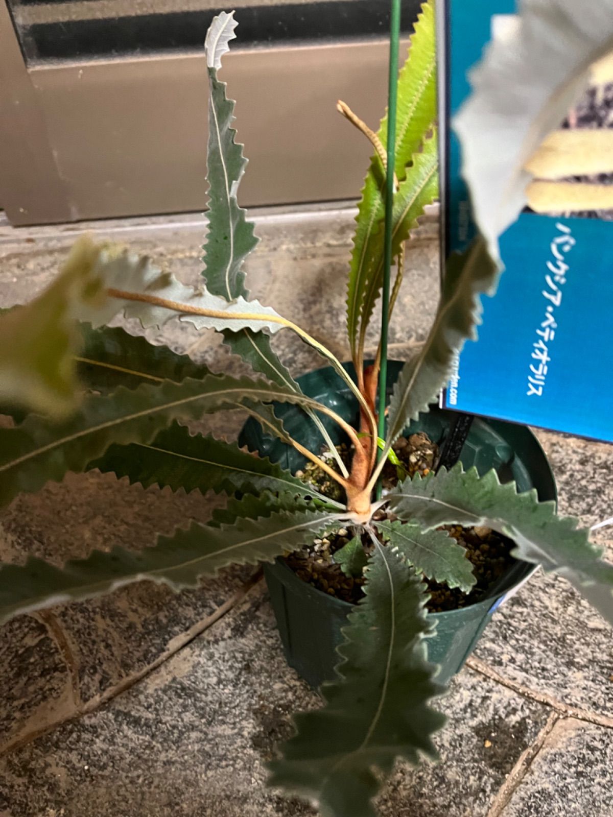 バンクシア・ペティオラリス5号 - メルカリ