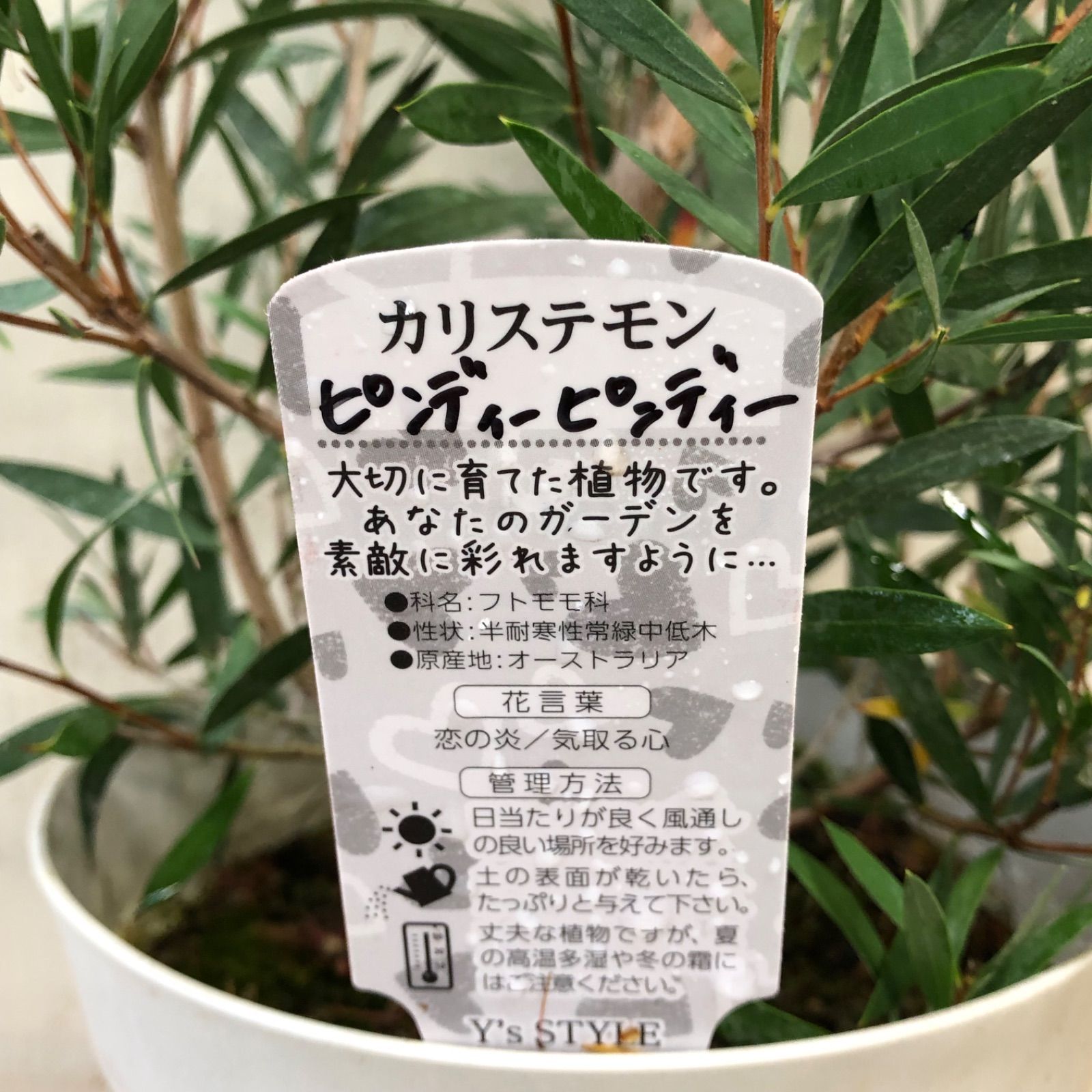 カリステモン　ピンディーピンディー カリステモン ピンディーピンディー 5号 ※お届けに10日程度かかる場合