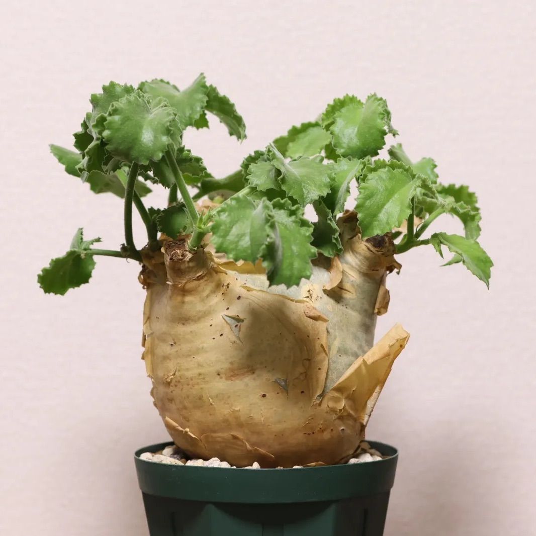 Cyphostemma uter var. macropus キフォステンマ ウター マクロプス