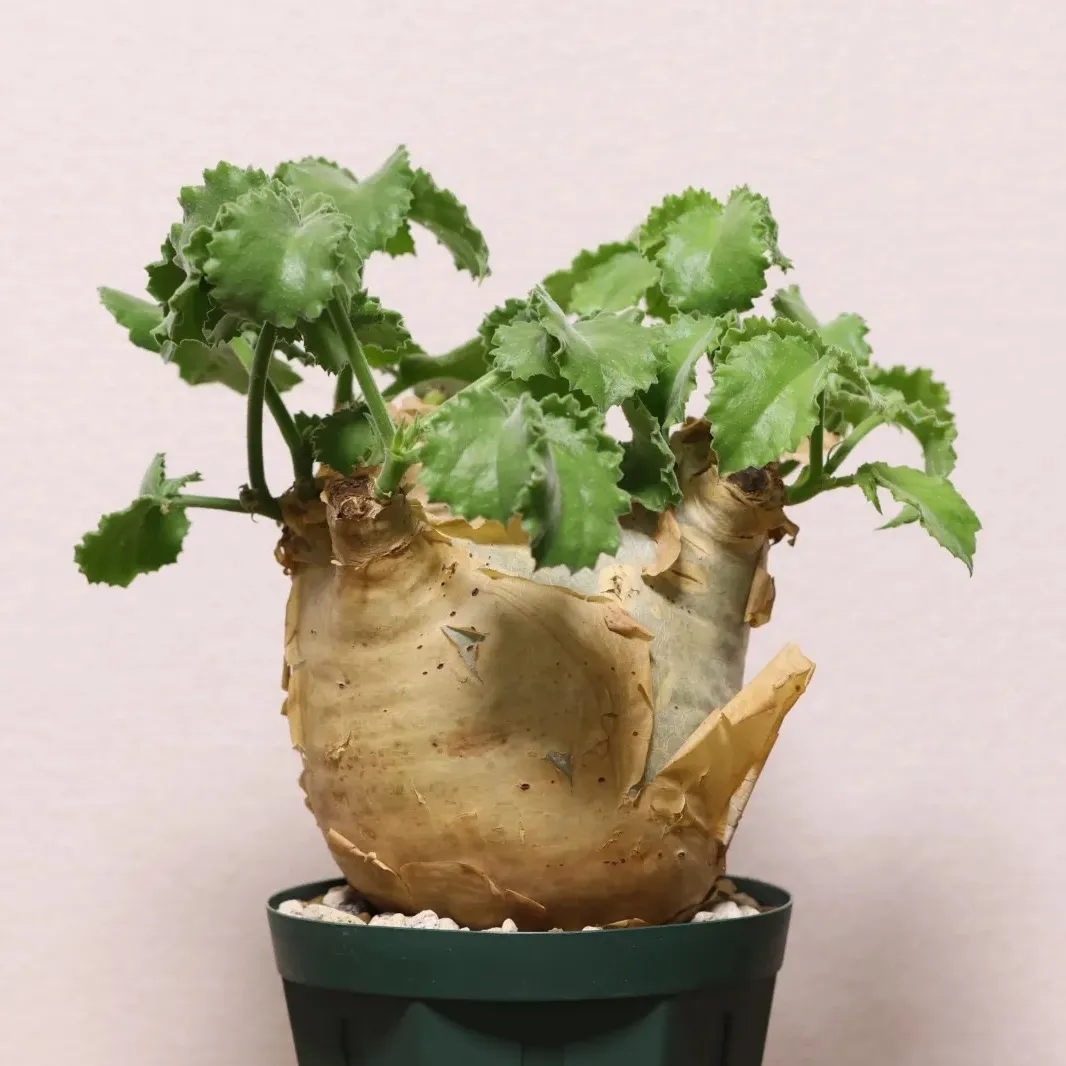 超特大 現地球 発根済み キフォステンマ マクロプス 山中勇人 y鉢付き 超特大 現地球 発根済み キフォステンマ マクロプス 山中勇人 y鉢付き