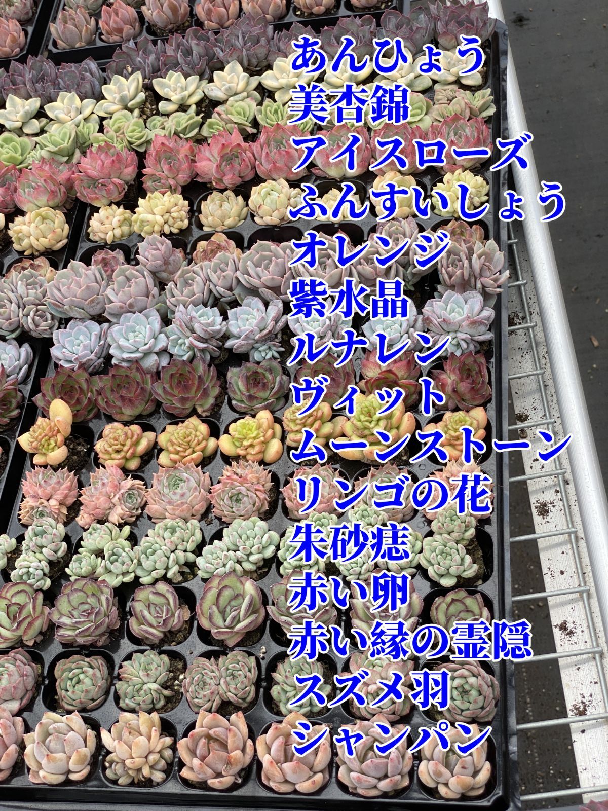 15種類セット E567-11×105苗 詰め合わせ 多肉植物 エケベリア 韓国苗 