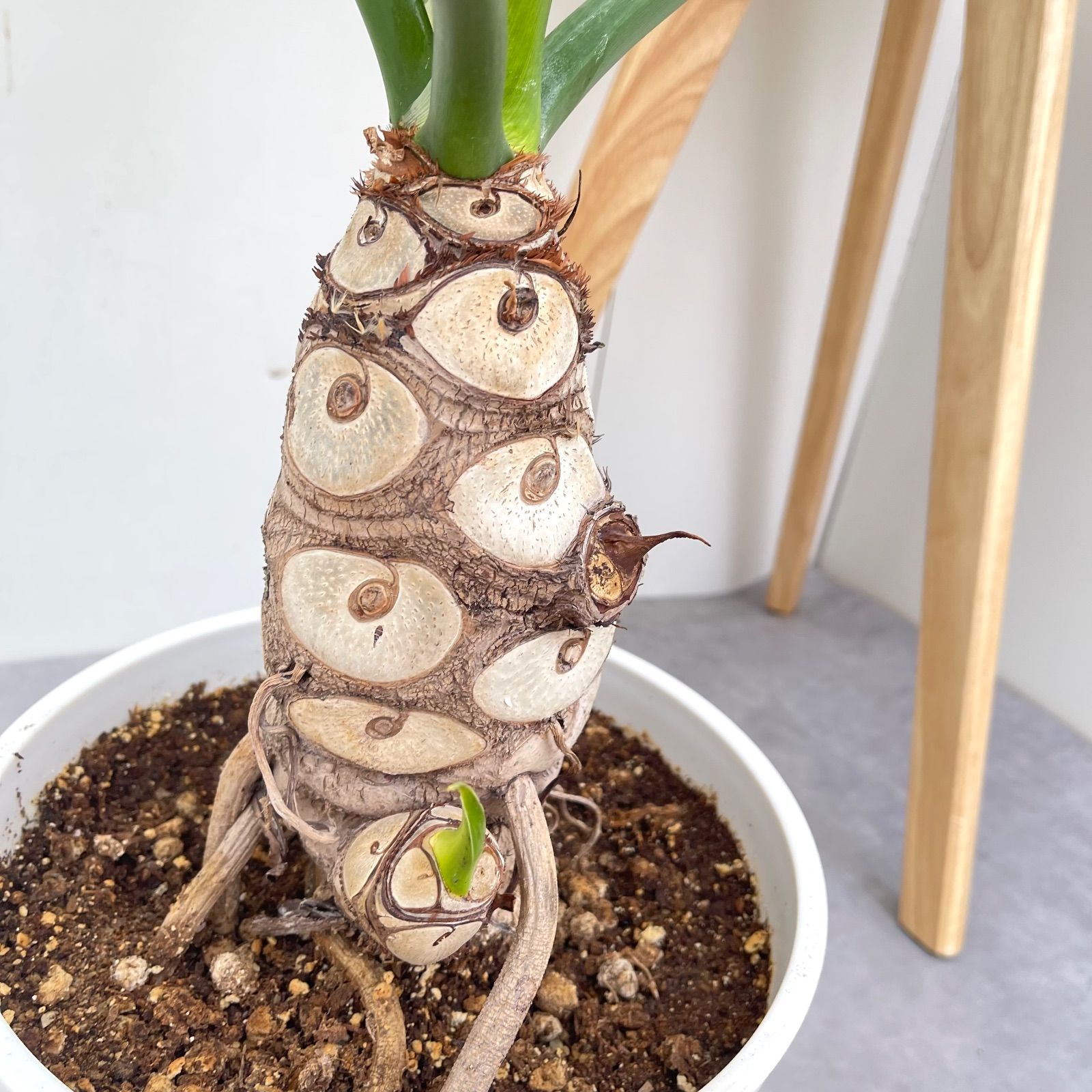 フィロデンドロン セローム 根上がり 6【現品】観葉植物 室内 大型