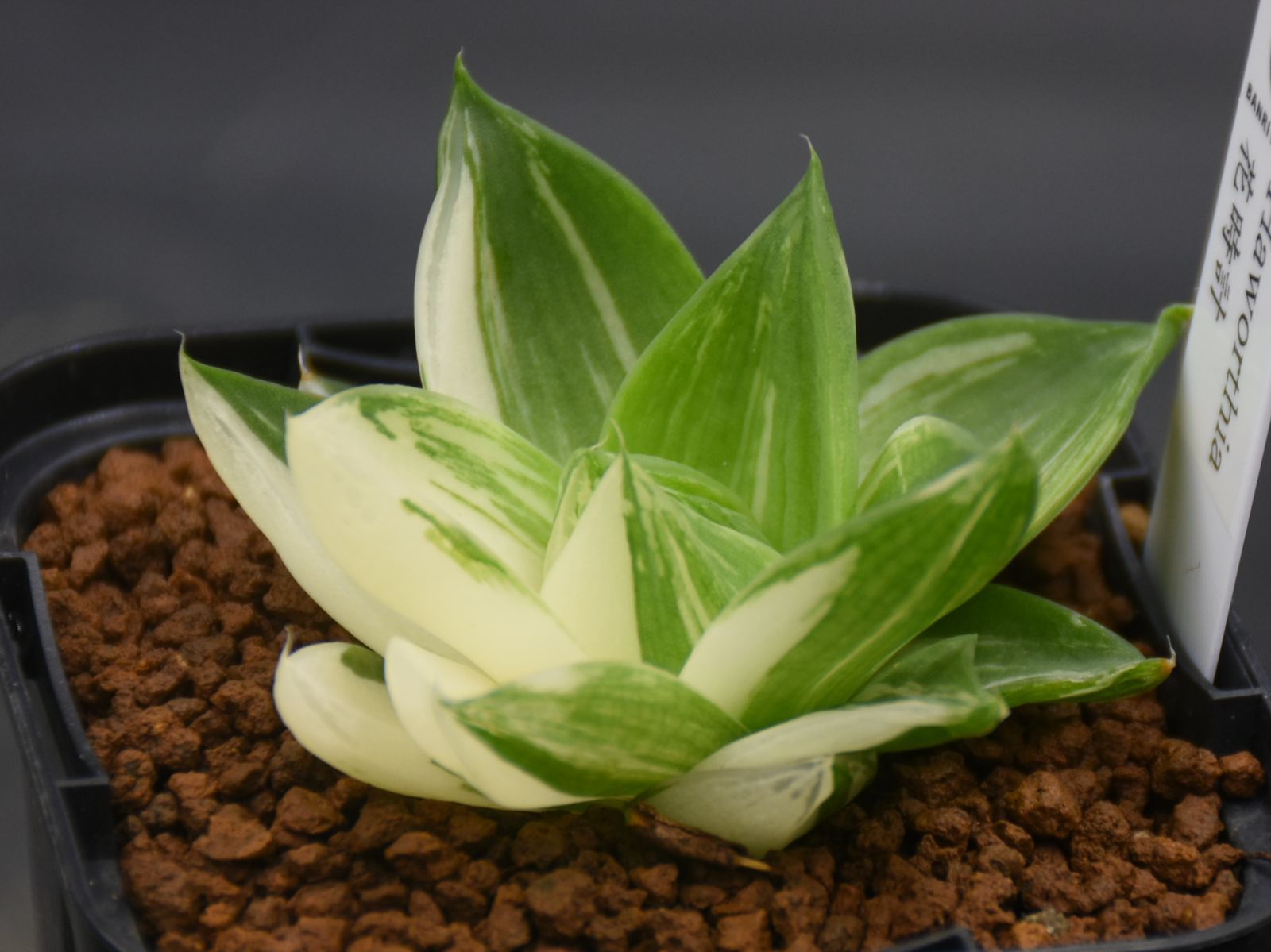 BP』ハオルチア 花時計 - メルカリ