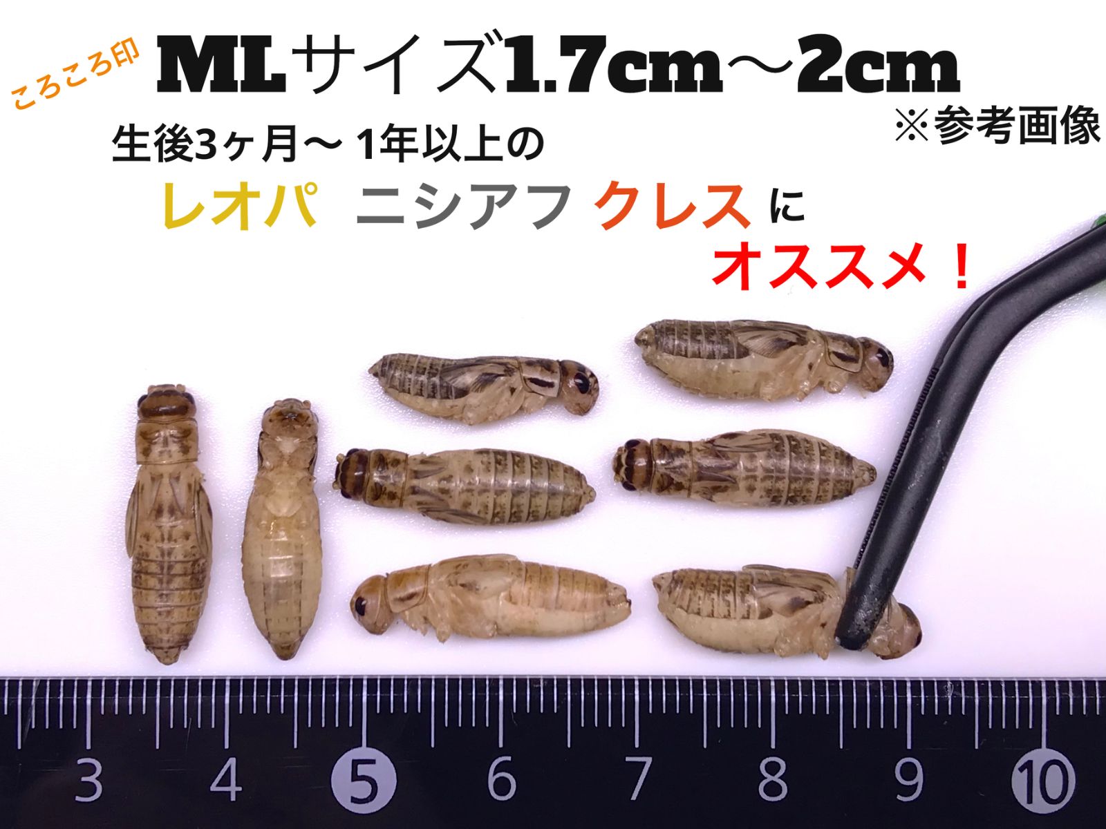 冷凍クロコ ML約2000匹1kg冷凍コオロギ 【公式通販】 冷凍クロコ ML約2000匹1kg冷凍コオロギ 【公式通販】