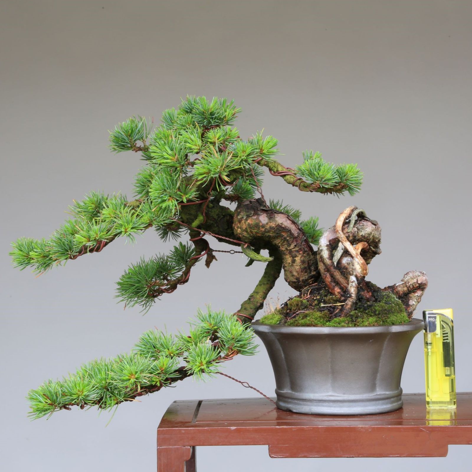 大品　根上がり懸崖　那須五葉松 大品根上がり懸崖那須五葉松