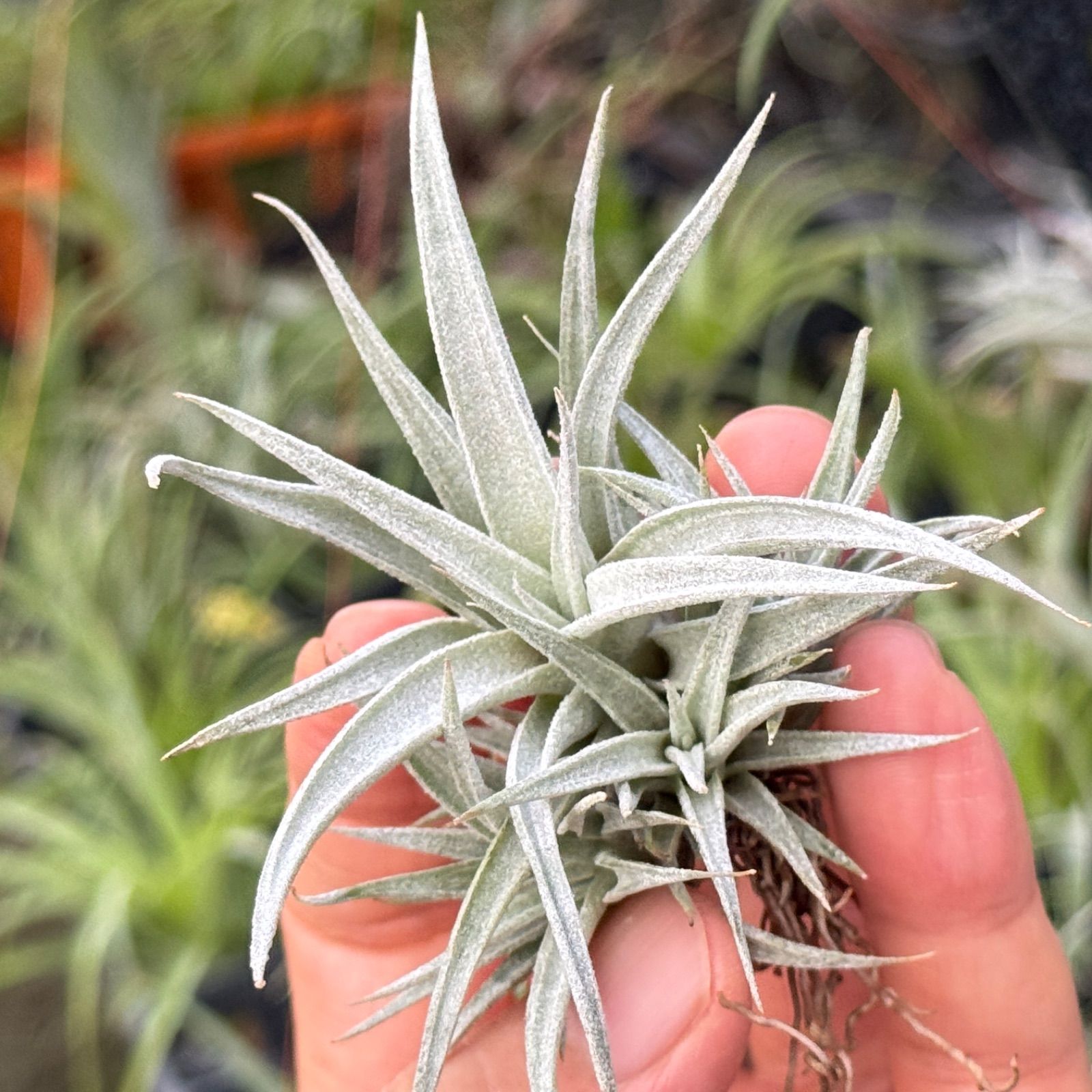 バルフシークランプ　 Tillandsia エアープランツ チランジア クランプ＊ チランジア チアペンシス Tillandsia chiapensis