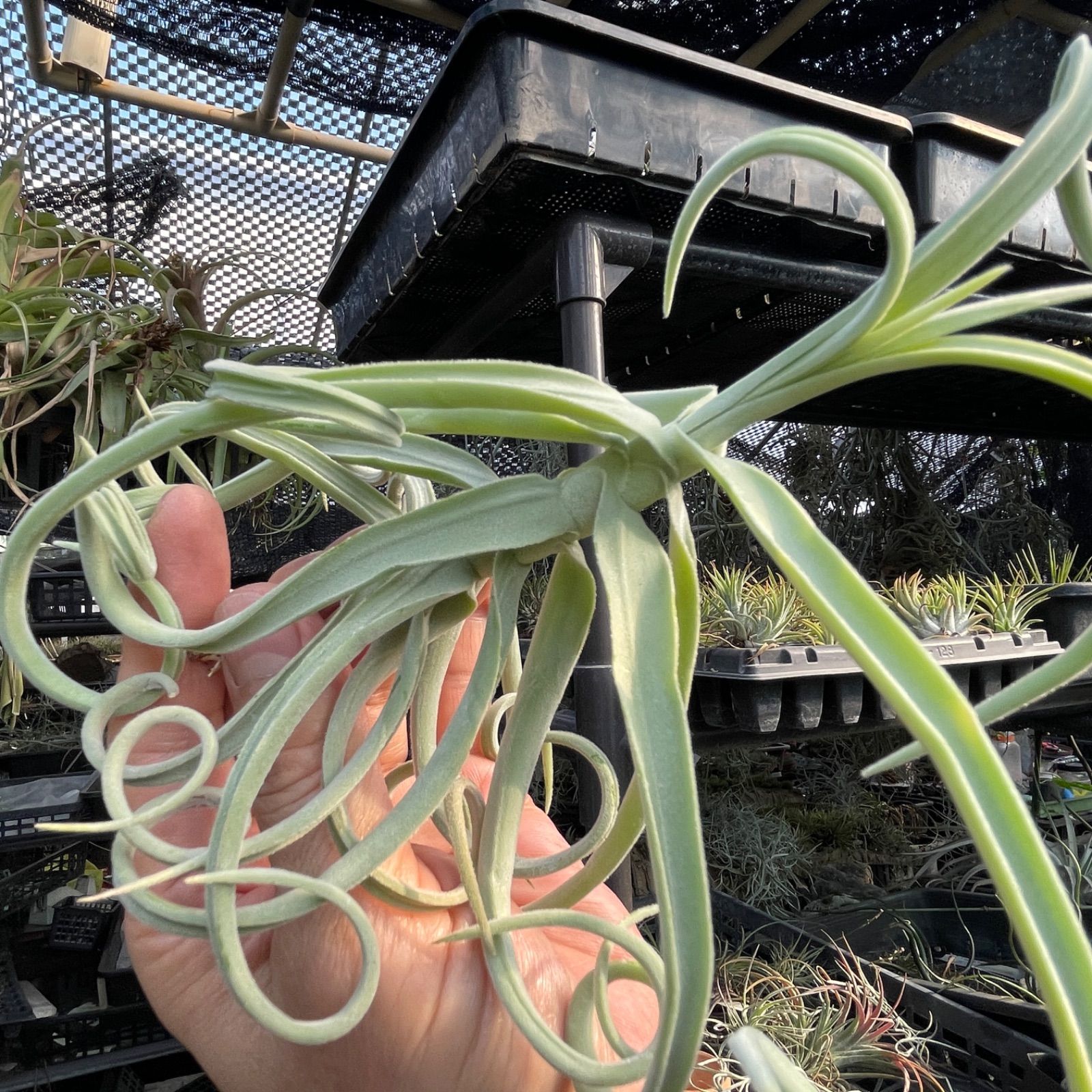 チランジア ドゥラティ Tillandsia duratii (ドュラティー・ドラティ・ドュラティ・ドゥラティー)＊エアプランツ＠フラワーショップ江口  - メルカリ