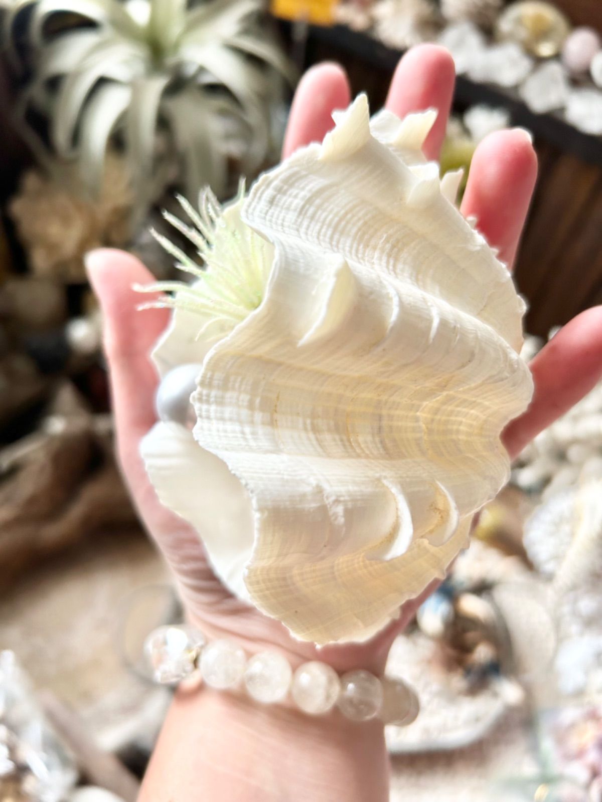 6-060 風水シェル　ヒレシャコガイ　ホワイトシェル　水晶クリスタル　シェルプランツ　二枚貝　珊瑚　造花　シェルインテリア　マーメイド　ディスプレイ　什器　店舗