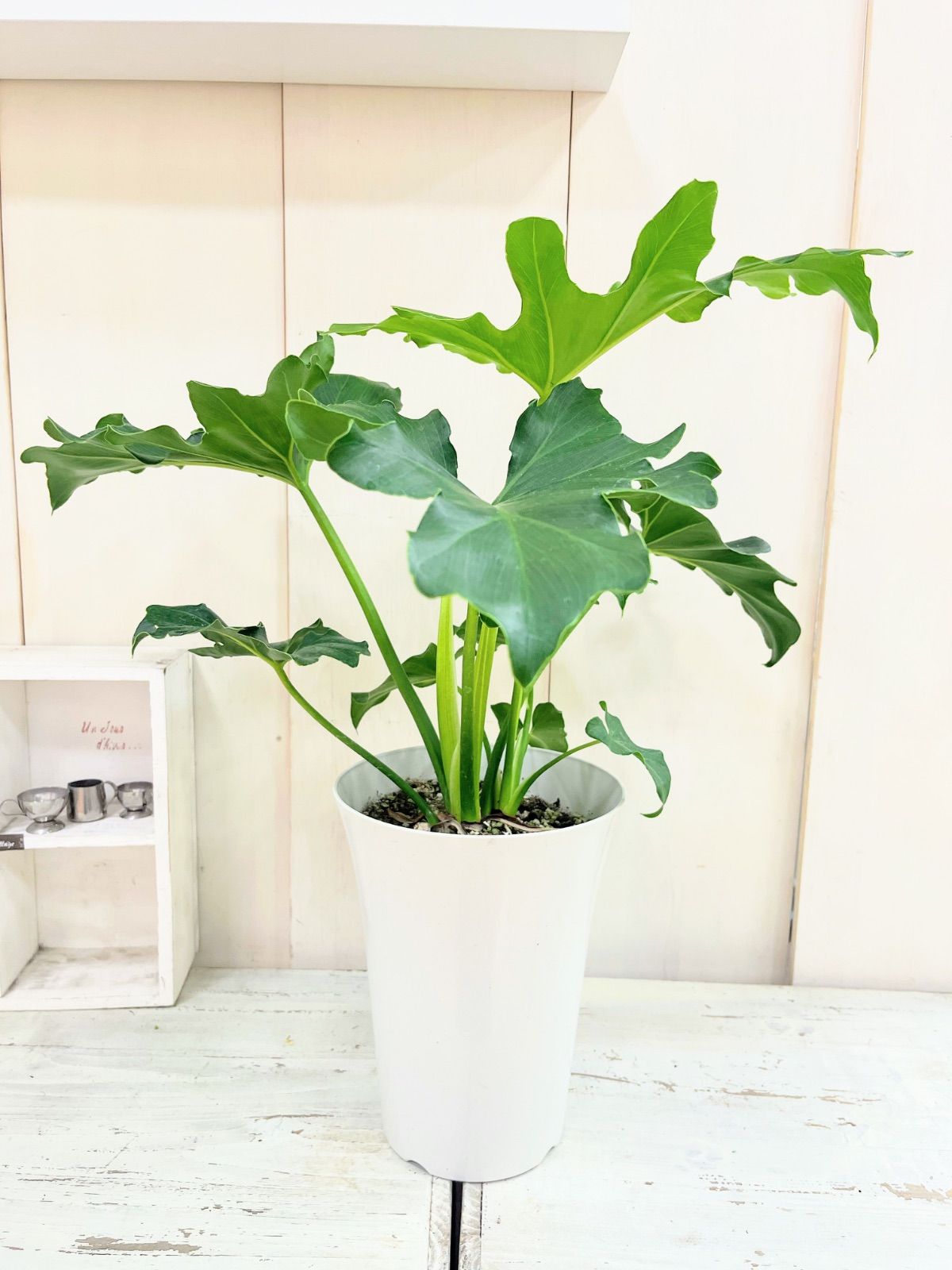 セール中！9020円→8580円】パキラ ねじり 8寸プラ鉢 観葉植物 パキラ8