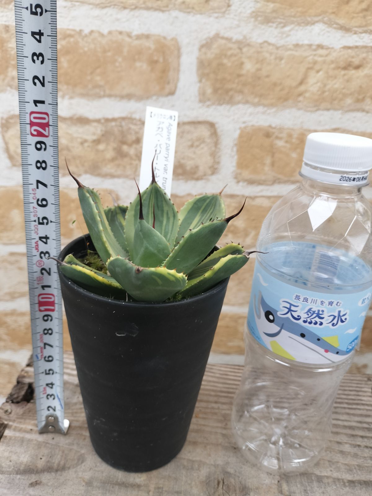 アガベ・ライムストリーク【メリクロン株】 No.47】アガベ パリー