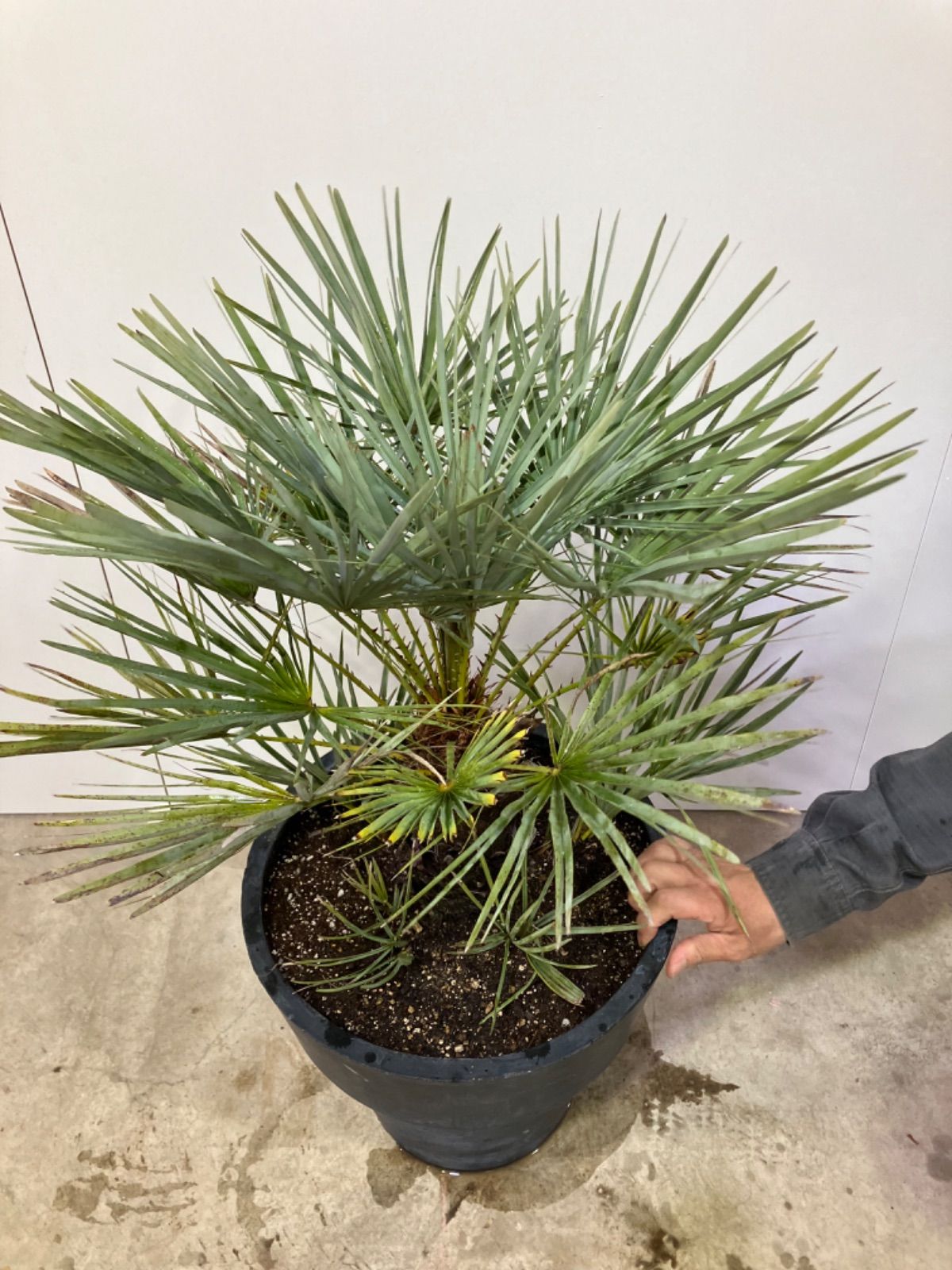 ミルクブッシュ 1 ファイバー鉢 お皿付き 花のギフト 花清 / ミルク