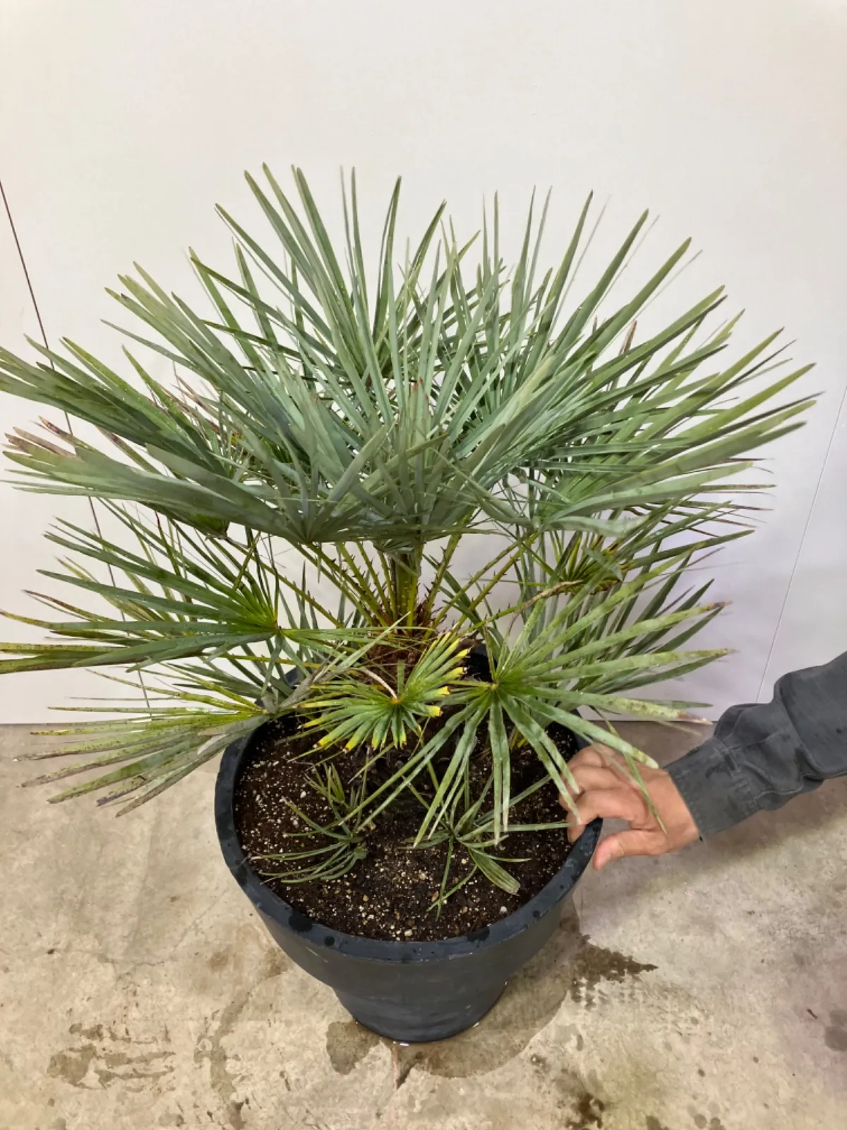 【ポッさん】チャメロプス フミリス セリフェラ 2025年最新】チャメロプス フミリス セリフェラの人気アイテム - メルカリ