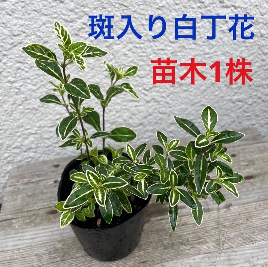 班入り白丁花苔盆栽-