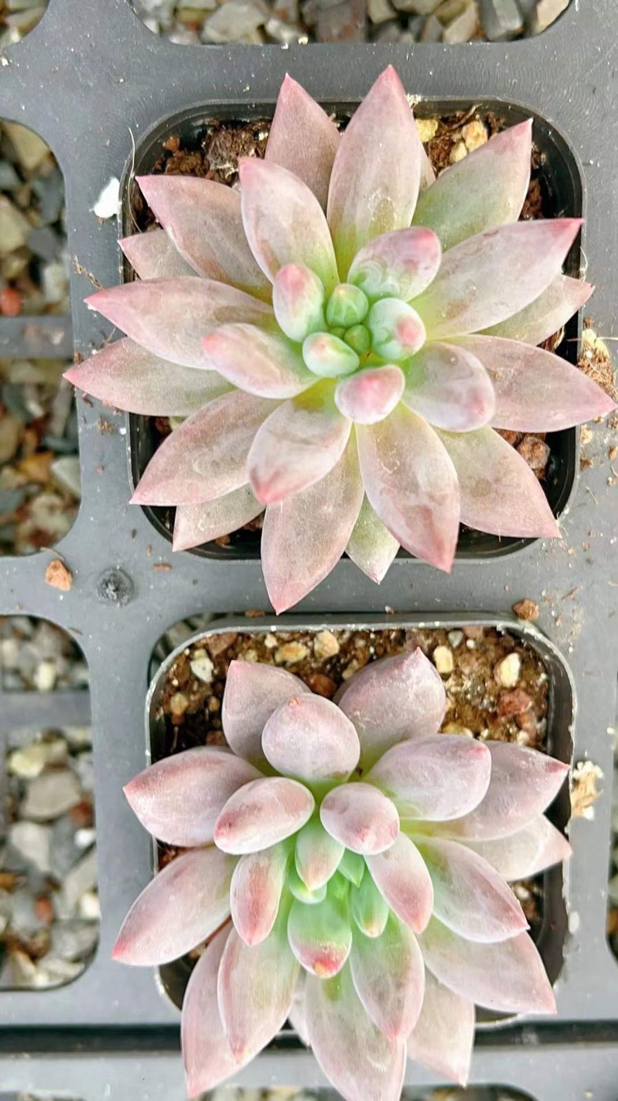 LL2410×70 アカトンボ 抜き苗 多肉植物 アエオニウム エケベリア 韓国苗