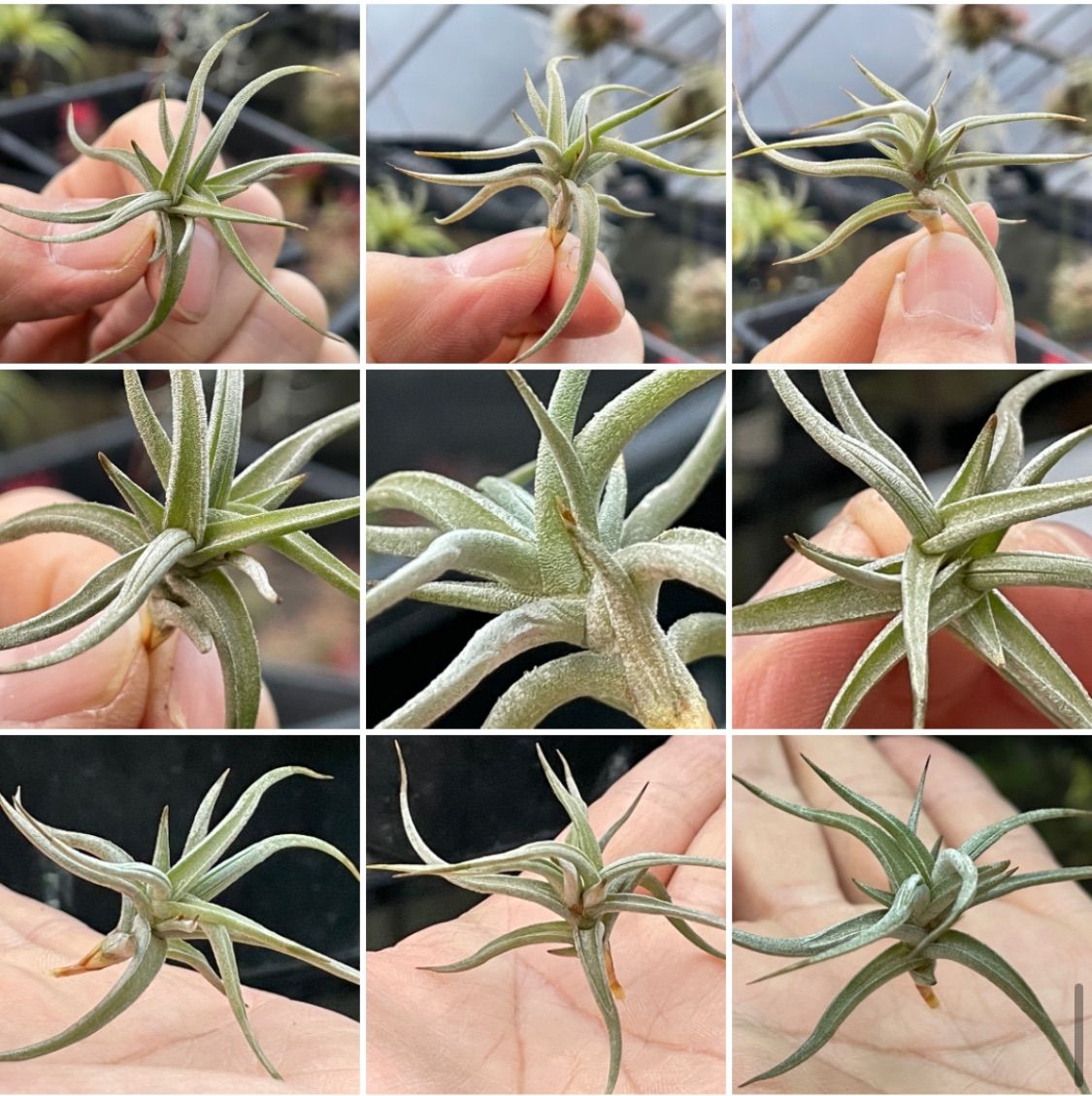 チランジア レクタングラ Tillandsia rectangulaエアプランツ - メルカリ