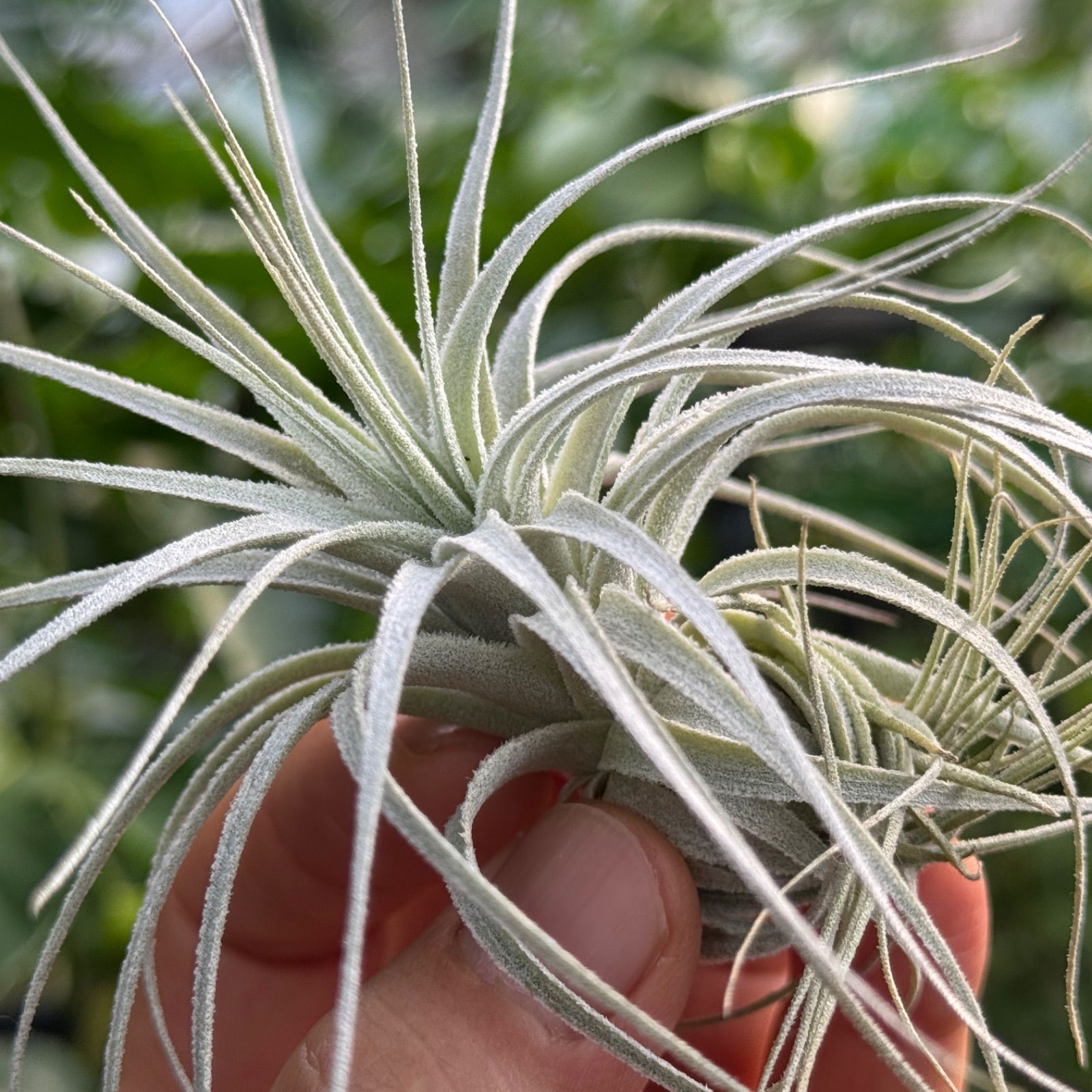 チランジア チャペウエンシス Tillandsia chapeuensis＊エアプランツ