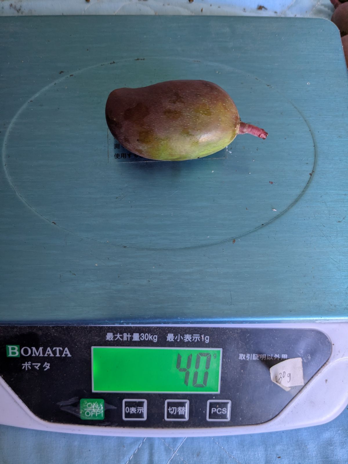 沖縄県産 青マンゴー 摘果マンゴー グリーンマンゴー 6kg - メルカリ