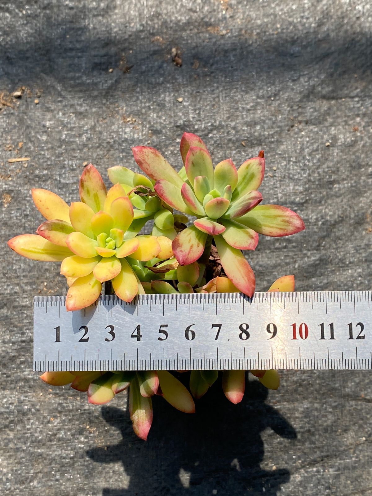 アエオニウム エケベリア