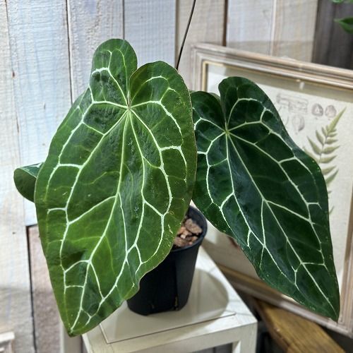 ユッカ　ロストラータ　　222 ユッカ ロストラータ 222 ユッカ ロストラータ《H＝約75㎝ 10号》222