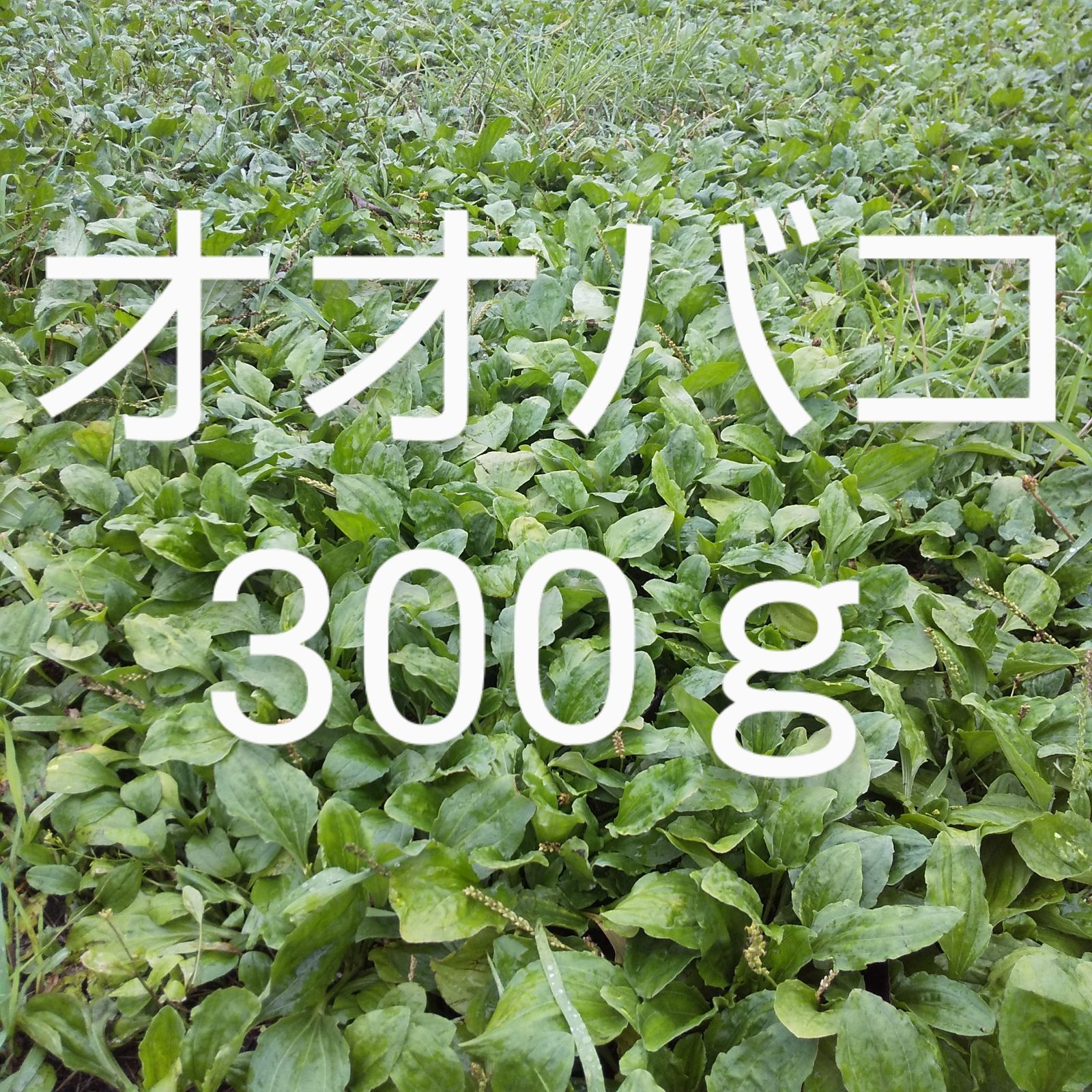 おおばこ(かえるっぱ)約300g 新鮮 無農薬 - メルカリ