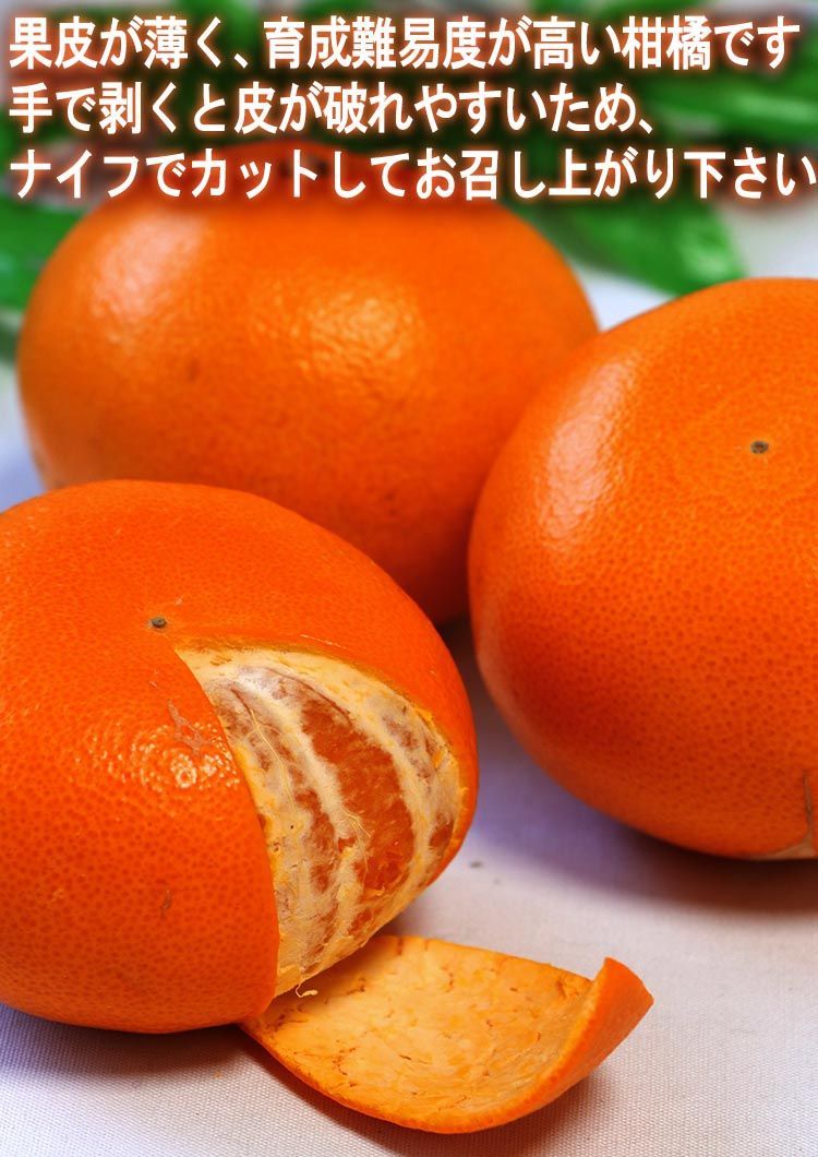 【予約：2月28日～3月30日出荷予定】産地直送 せとか 約5kg M～4Lサイズ 訳あり 愛媛県産 JA共撰品中心 果汁溢れる濃厚な甘さの高級フルーツ！お得な家庭用みかん