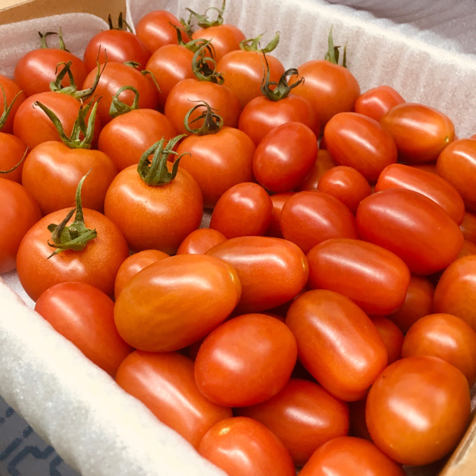 フルティカとフラガールのデュエット！農家👩‍🌾直送！フルーツトマト！宅急便コンパクト！