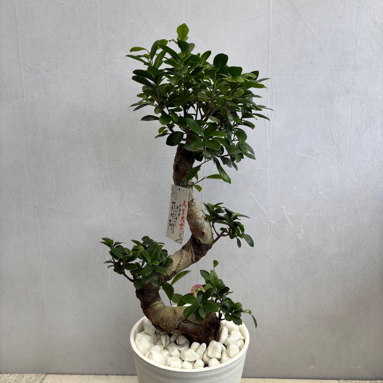 ガジュマル 曲がり 昇り龍 縁起物 開店祝い 観葉植物 - メルカリ