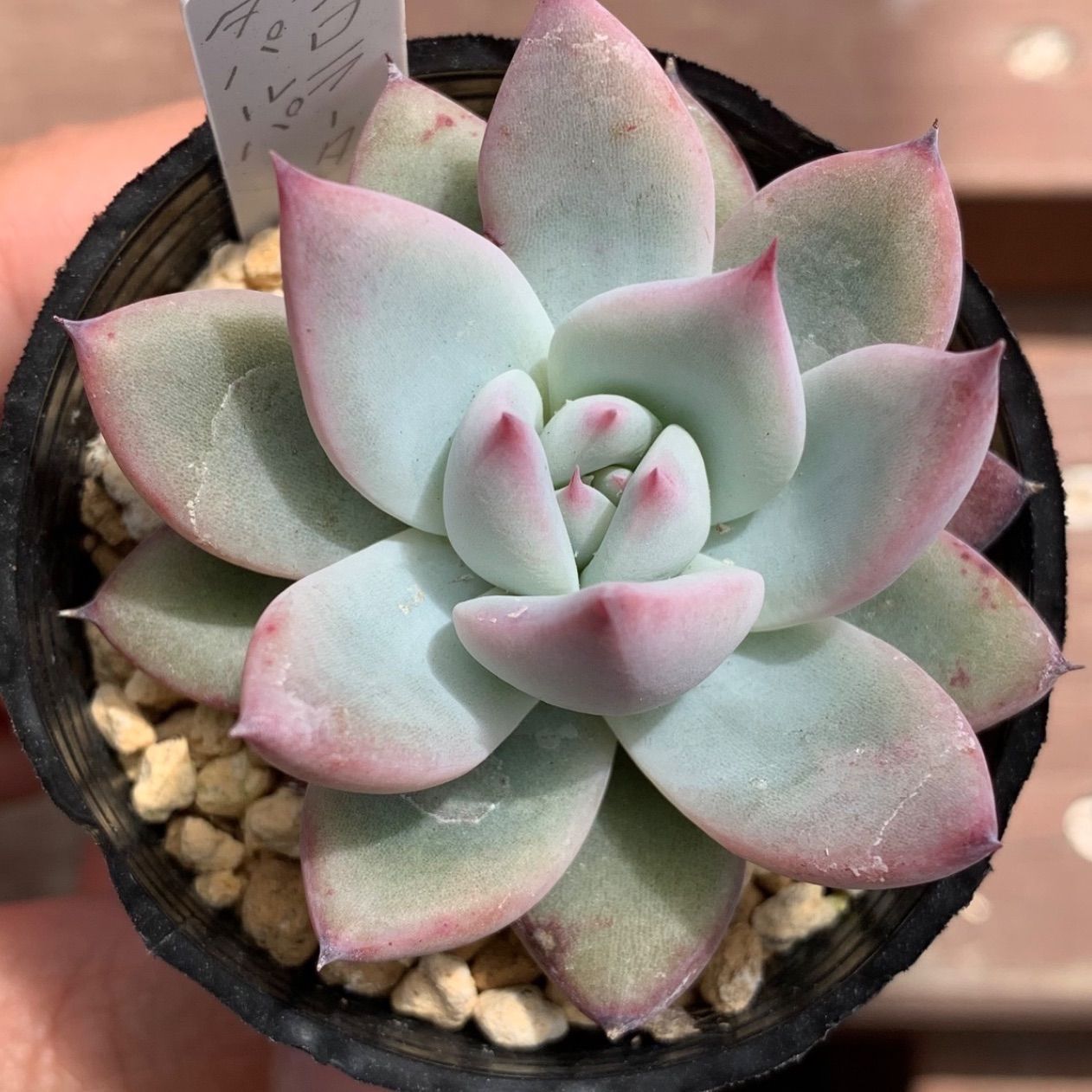 多肉植物 コロラータ 爪、爪かわいー♡♡ 多肉植物 コロラータ 爪、爪かわいー♡♡ コロラータ（21号） | TOMOZOO