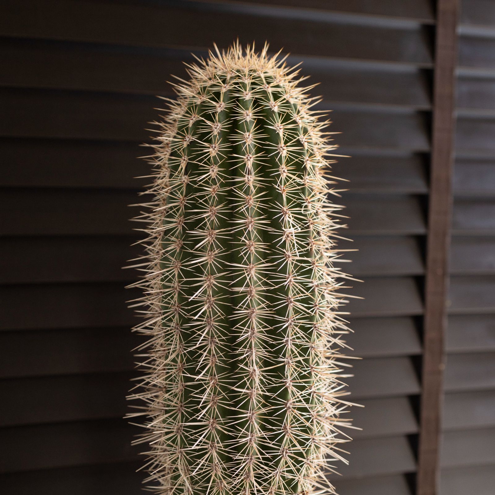 ブリンチュウ 武倫柱 売り切り 【公式通販】