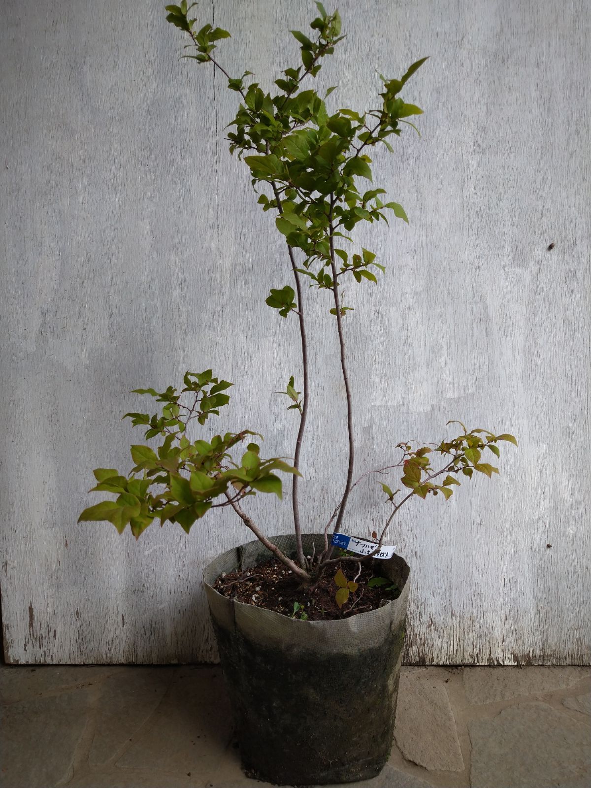 マッキーズ ARTIST LGF8045 8ft #4-5 ※難あり マッキーズ ARTIST