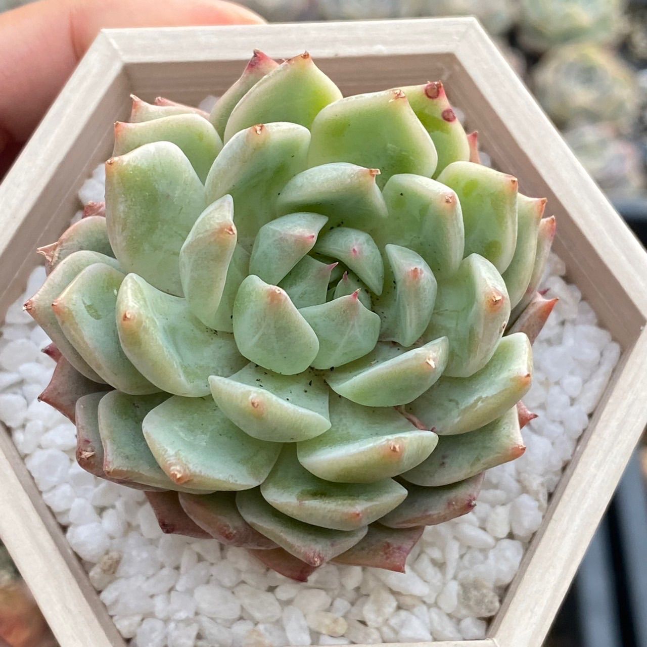 シャビアナ◎多肉植物 カット苗 韓国苗 エケベリア等 多肉植物 シャビアナブルー カット苗 - メルカリ